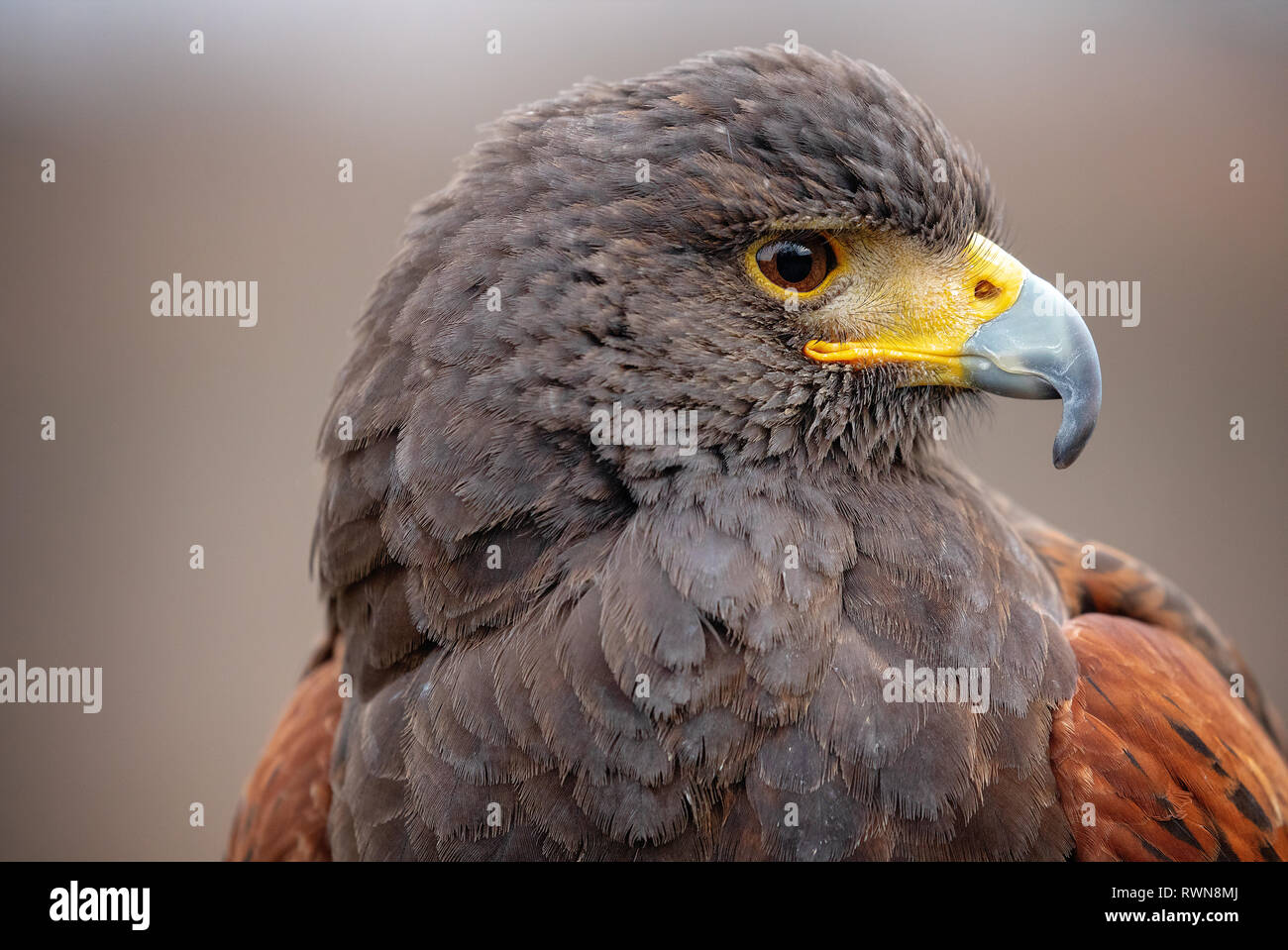 Falcon eye close-up Stock Photo - Alamy