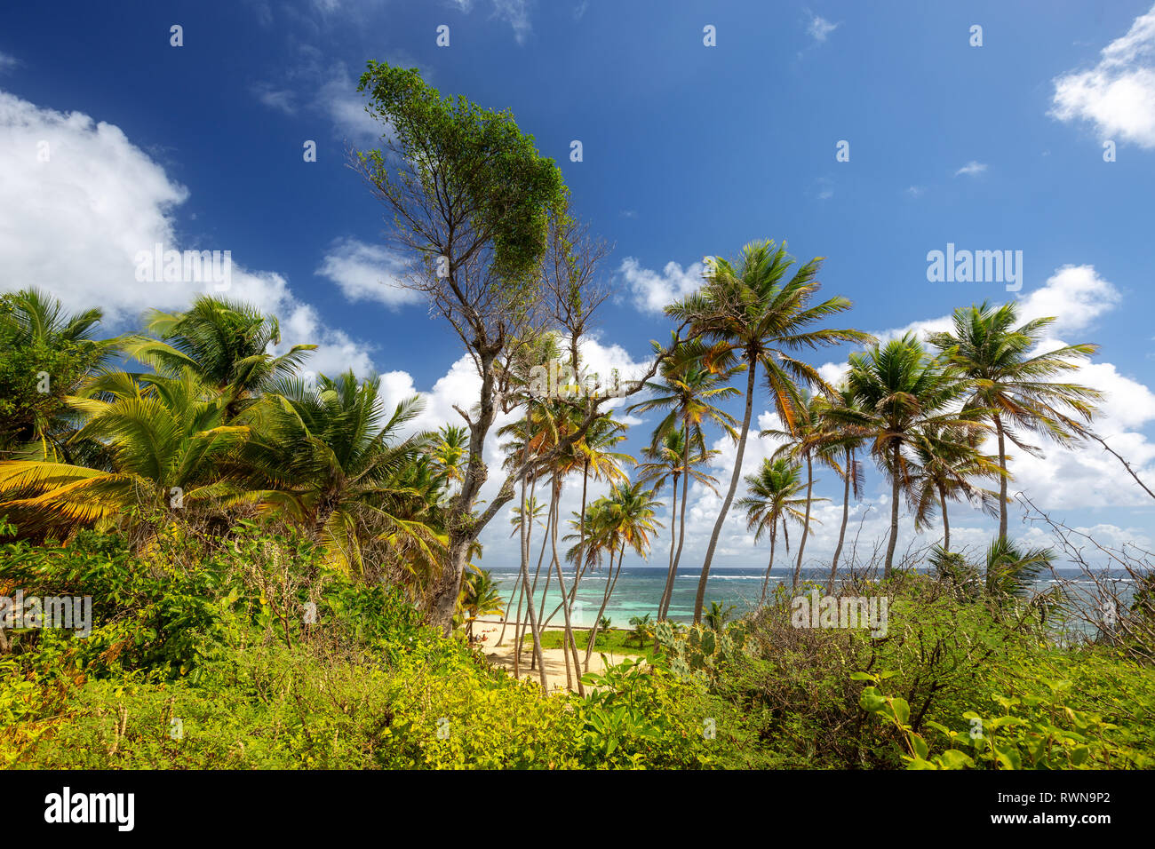 Tropical beach with coconut trees in Martinique, Caribbeans. Anse