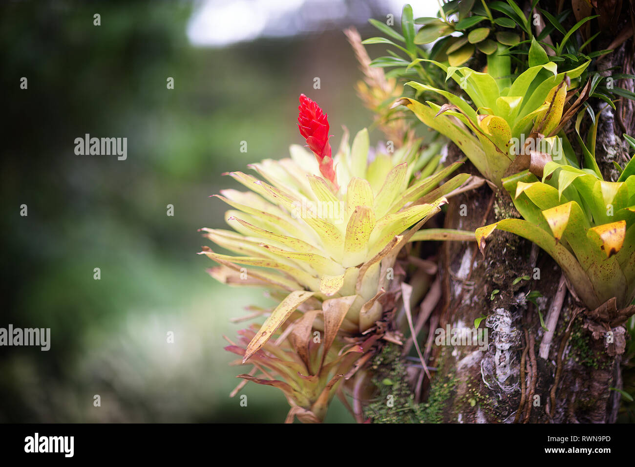 Beautiful bromeliaceae in tropical garden in Martinique. Tropical Balata garden in Martinique Stock Photo