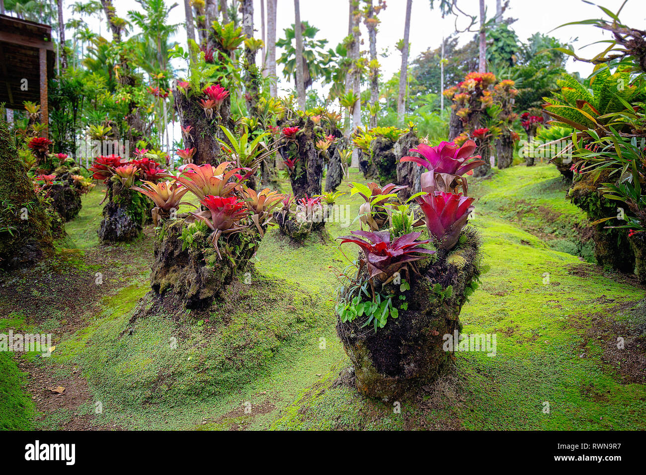 Tropical Balata garden in Martinique. Beautiful bromeliaceae in tropical garden in Martinique. Stock Photo