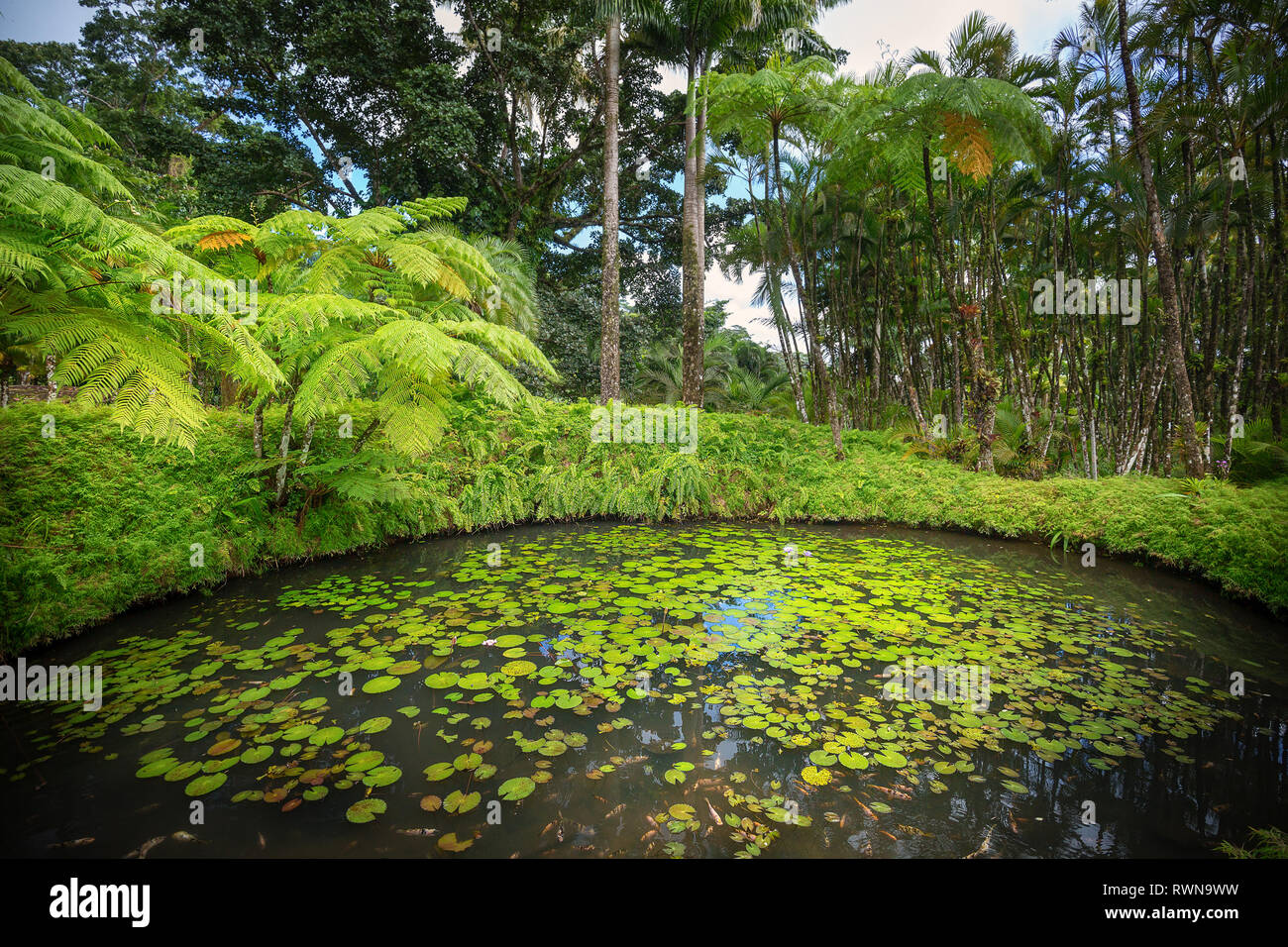 Fort-de-France, Martinique - January 15, 2018: Tropical Balata garden. The Balata is a botanical garden located on the Route de Balata about 10 km out Stock Photo