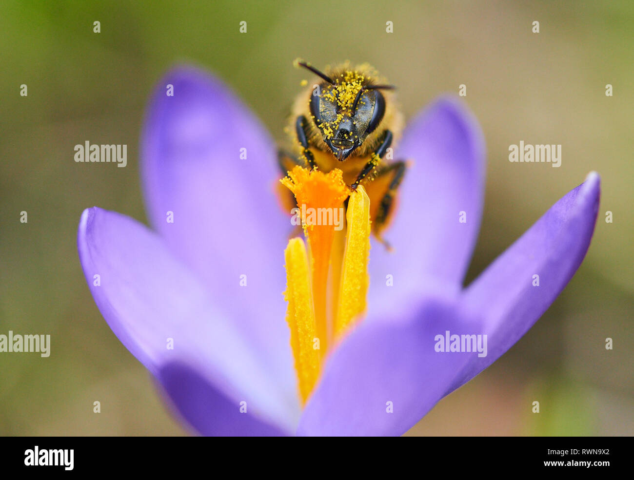 How do bees collect pollen hires stock photography and images Alamy