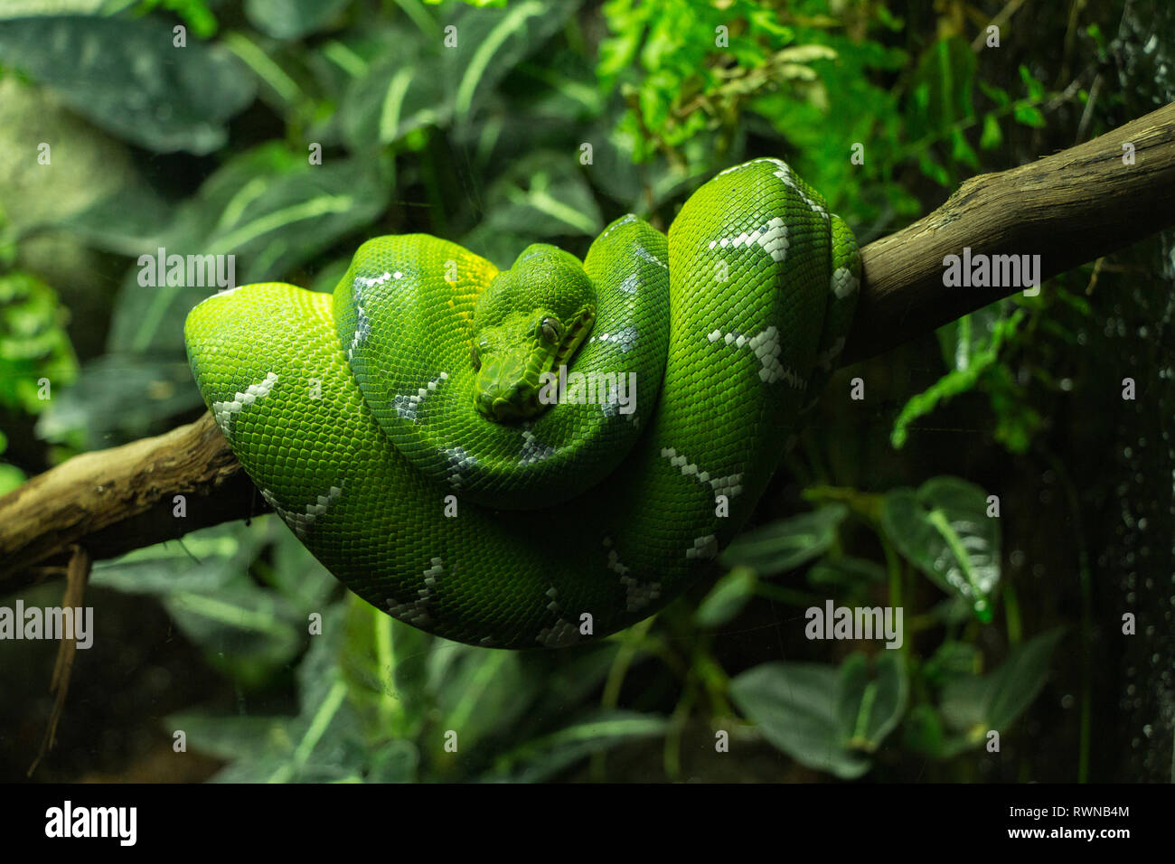 Green Snake coiled around a branch with green foliage i, the background Stock Photo