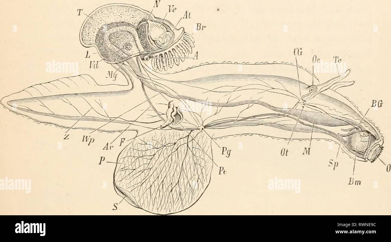 Elementary text-book of zoology (1884) Elementary text-book of zoology elementarytextbo0201clau Year: 1884  GASTROPODA—HETEROPODA. 49 large auditory vesicles each receive a long auditory nerve from the cerebral ganglion, and are characterised not only by the remarkable vibrations of the long tufted cilia of their epithelium, but also by the arrangement of the nerve cells (group of hair cells of the mai-n/d acustica round a large central cell, fig. 83). In addition numerous peculiar nerve-endings in the skin, which appear to serve the tactile sensation, and the so-called ciliated organ on the a Stock Photo