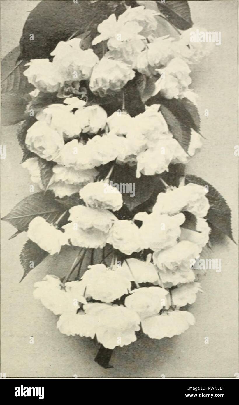 Ellwanger & Barry  Mount Ellwanger & Barry : Mount Hope nurseries ellwangerbarrymo1901moun Year: 1901  GENERAL CATALOGUE. 45 Cerasus Japonica pendula. Japan Veeping Cherry. C. K^semht&lt; pumila f^etidiila somewhat, but is much more feathen,- and graceful; flowers single white, fruit red. One of the finest of the small-headed pendent cherries. $1.50. C. Japonica. var. rosea pendula. Japan- Weeping Rose-flowered Chrery. C. Brought from Japan by Von Siebold, and is certainly one of the finest pendulous trees for lawns or small grounds. The branches are slender, and fall gracefully to the groun Stock Photo