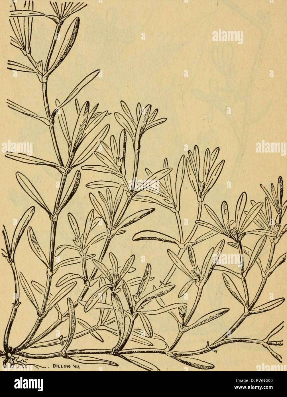 Emergency food plants and poisonous Stock Photo Alamy