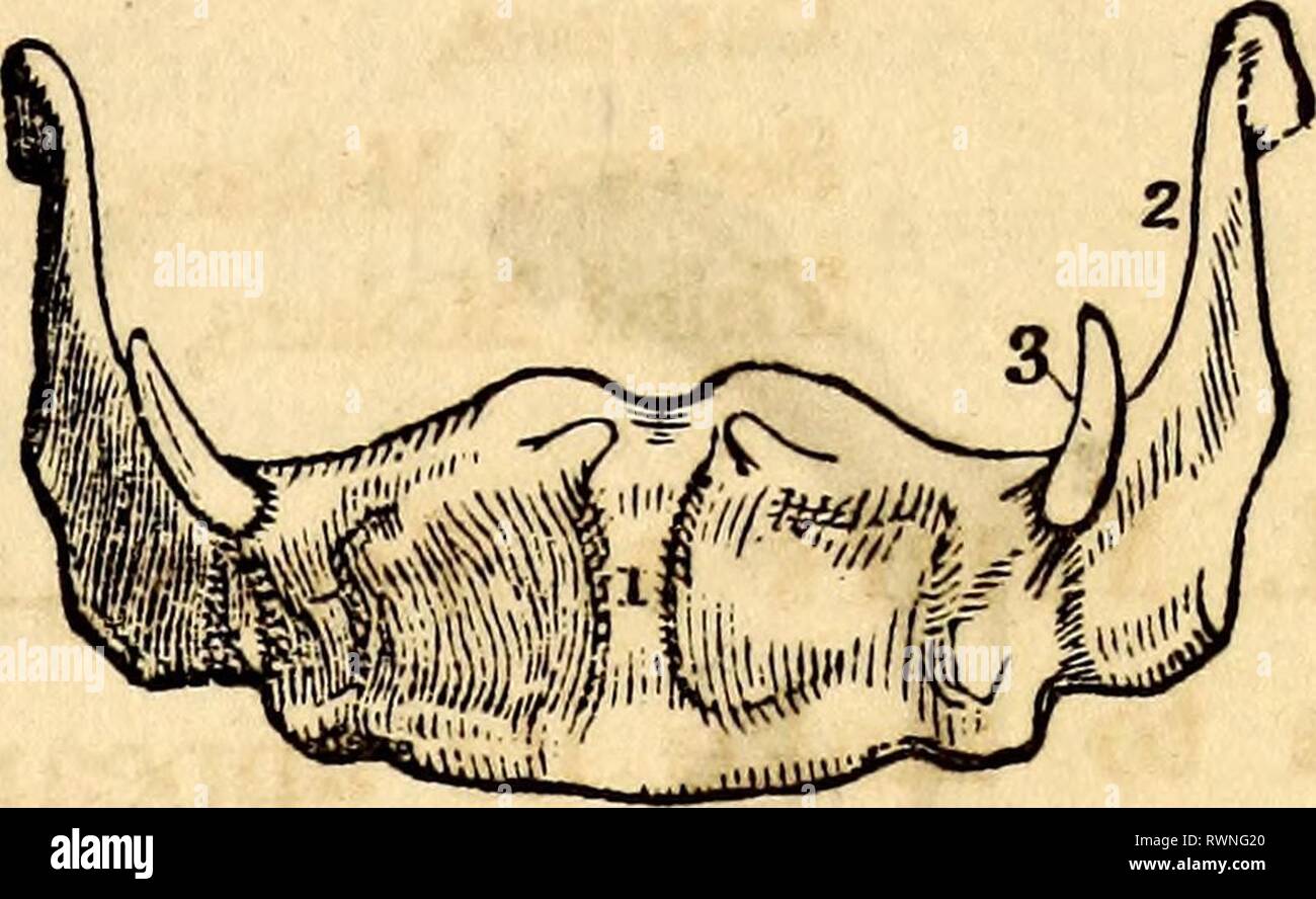 Elementary anatomy and physiology Stock Photo Alamy