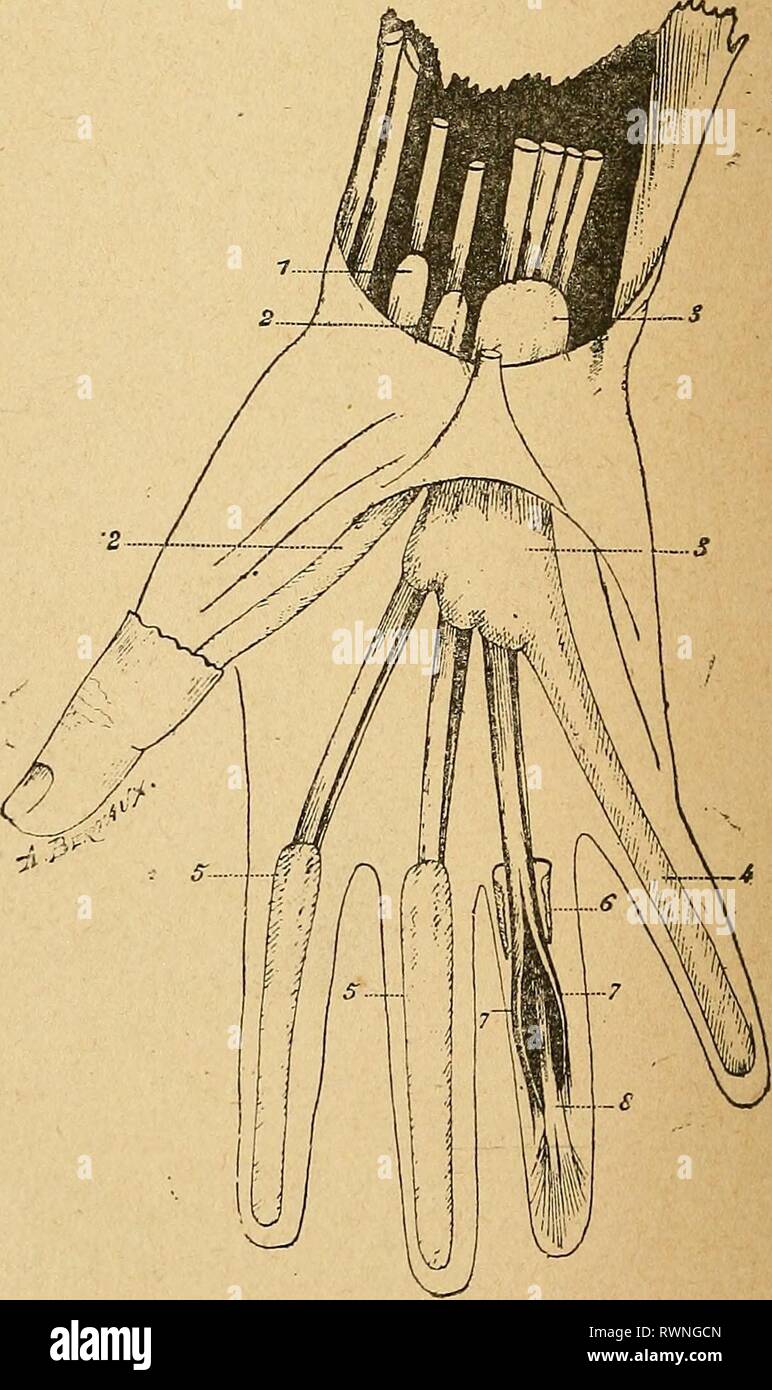 Eléments d'anatomie et de physiologie Stock Photo Alamy