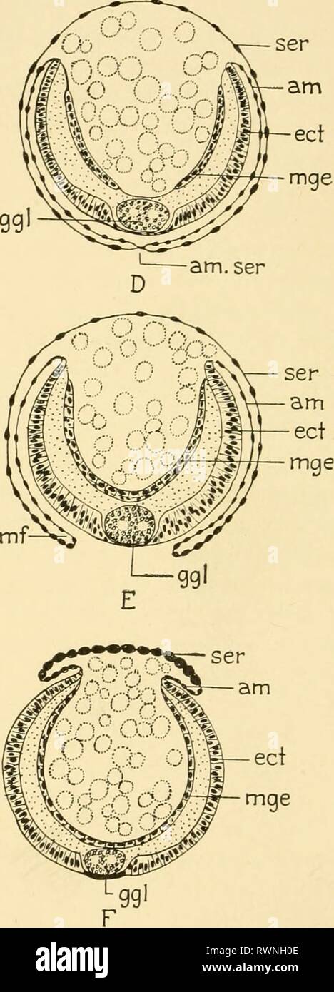 Embryology Of Insects And Myriapods Embryology Of Insects And Myriapods The Developmental History Of Insects Centipedes And Millepedes From Egg Desposition To Hatching Embryologyofinse00joha Year 1941 Amf Am Cav Fig 31 Development And