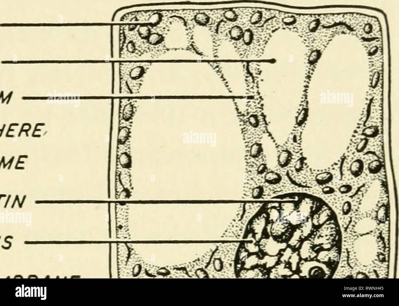 Elements of biology, with special Elements of biology, with special  reference to their rÃ´le in the lives of animals elementsofbiolog00buch  Year: 1933 THE CELL 39 hydrate. Other plastids are known to be