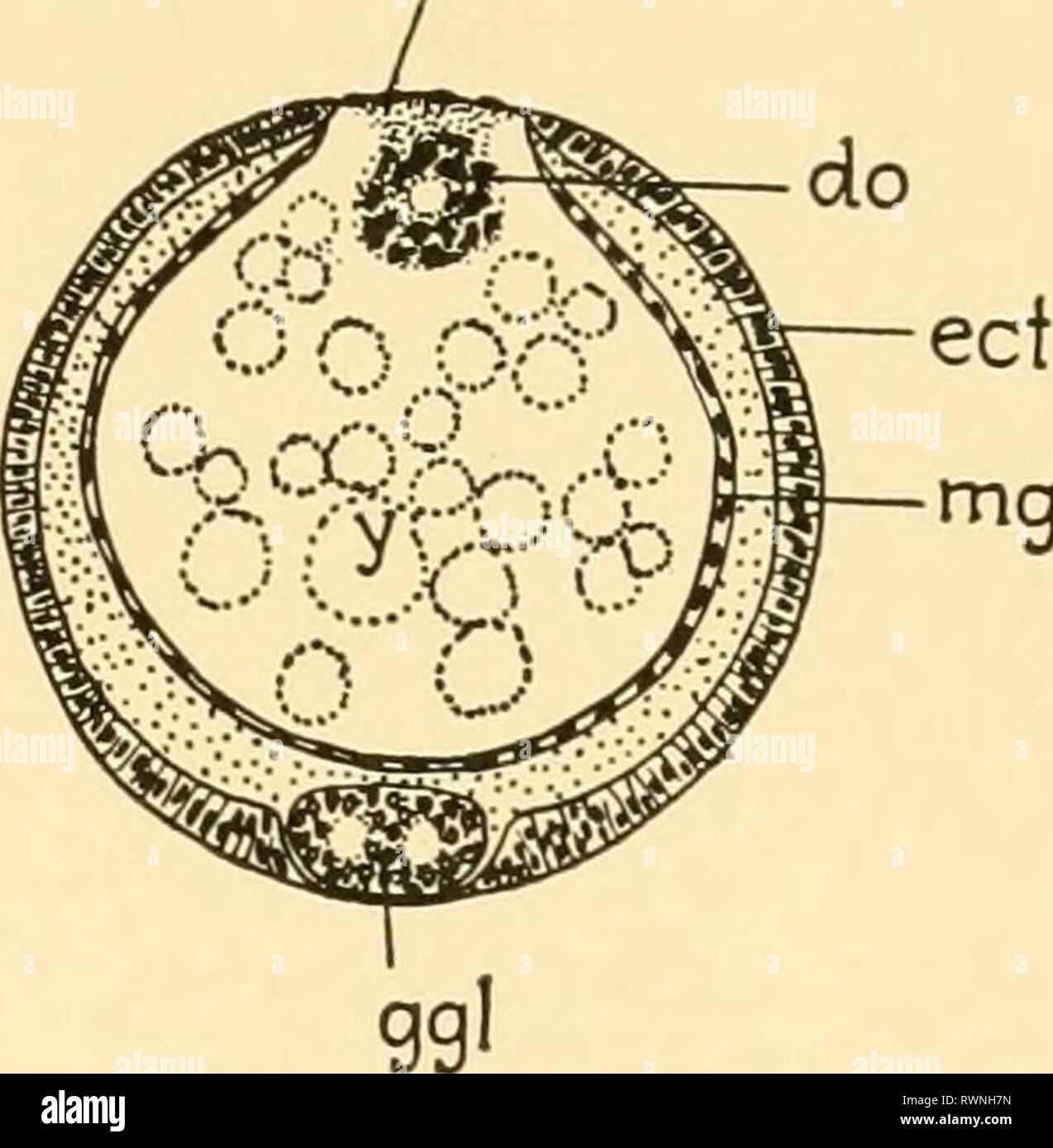 Embryology of insects and myriapods; Embryology of insects and myriapods; the developmental history of insects, centipedes, and millepedes from egg desposition [!] to hatching embryologyofinse00joha Year: 1941  EMBRYONIC ENVELOPES, DORSAL ORGANS, BLASTOKINESIS 51 The qviestion as to the homologies of the amnion and serosa witli reference to structures existing in the Arthropoda lacking these envelopes has frequently been raised by embryologists. With the Collembola there is no unanimity of opinion. Heymons thought that the primary dorsal organ of the Onychophora, Myriapoda, and Apterygota was  Stock Photo