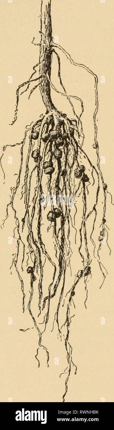 Elements of agriculture, southern and Stock Photo - Alamy