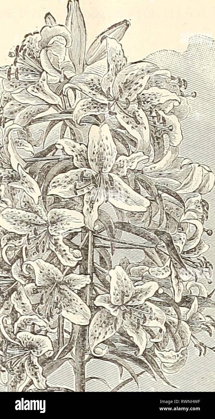 Golden rayed lily japan lilium auratum hi-res stock photography and ...