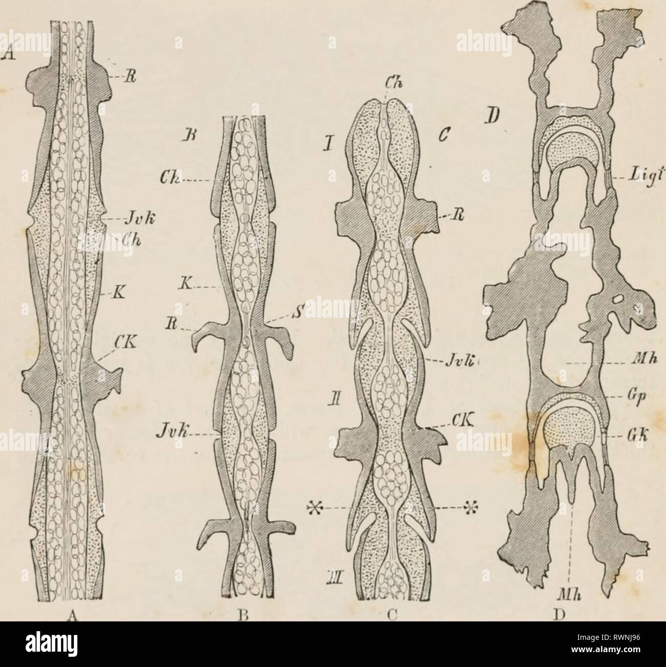 Elements of the comparative anatomy Elements of the comparative anatomy of vertebrates elementsofcompar00wied Year: 1886  40 ( (».M 1'AILVTIVE AXATOM V. periphery occurs in these cartilaginous parts: in the interior of each an articular cavity is formed, so that in the vertebrae of tin- ner Urodeles (Salamandrina perspicillata and certain Tritons) an anterior convexity a ad a posterior concavity may be distin- guished, buth covered with cartilage; they are, therefore, opisthoccelous. A glance at Fig. 31,'A to D, will make this clear.    l'f.. '.I. Ll l, Si,&lt; ilnx TIIIIOM.I' 'ilir. VERTEB Stock Photo
