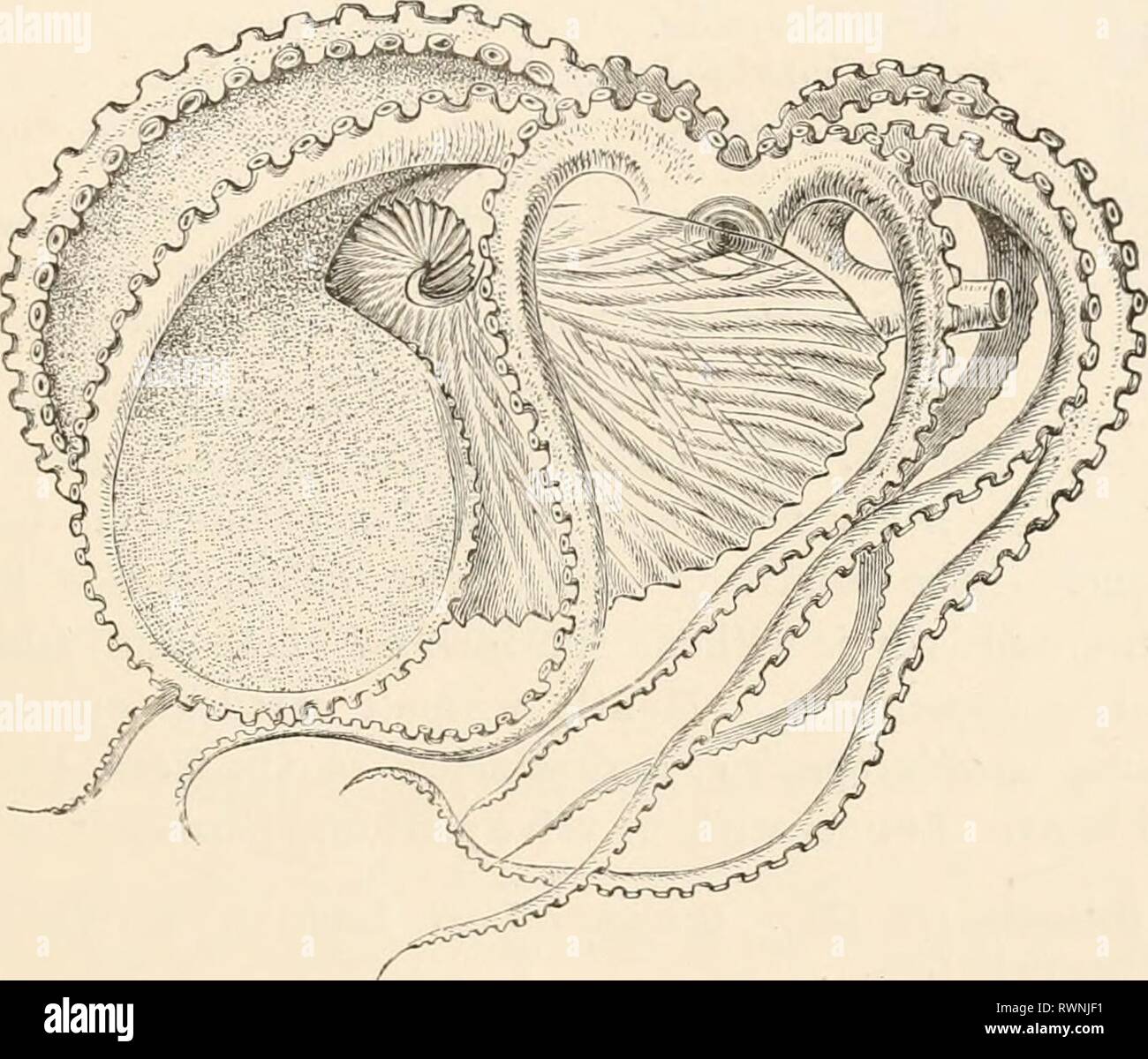 Elementary text-book of zoology (1884) Elementary text-book of zoology elementarytextbo0201clau Year: 1884  ( Kl'HALOPODA. D Fam. Nautilidae. The septa are simply bent and concave towards the anterior chambers. Line of suture simple, with a few large wavy curves or a lateral lobe. Siphon usually central ; shell orifice simple. Ortltnrarfix, shell straight. 0. regularise. Schl., calcareous strata of the North Germ?*! plain. Nautilus, shell coiled. N. pomj&gt;ilii/.-&lt; L., Indian Ocean. Fam. Ammonitidse. The septa much folded at the sides, always with lobe on the outer side, in the middle usua Stock Photo