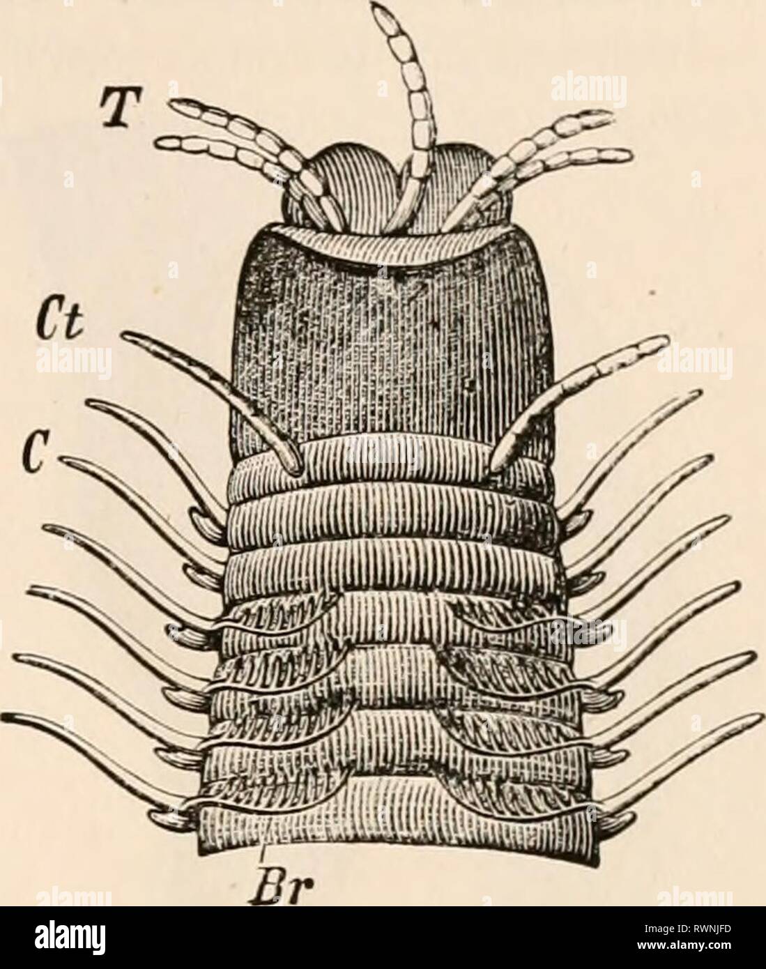 Lancet shaped leaves hires stock photography and images Alamy