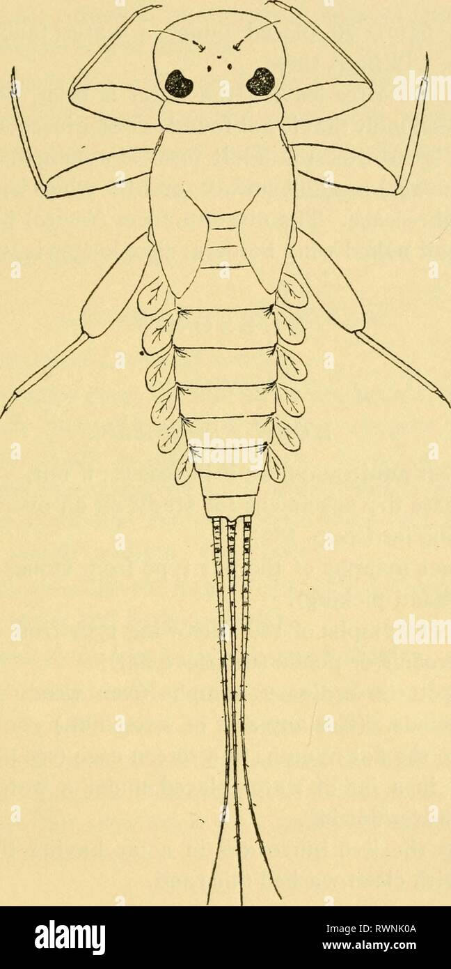 Elementary lessons on insects (1928) Elementary lessons on insects elementarylesson00need Year: 1928  EPHEMERIDA 63    Fig. 22.—The flat nymph of the mayfly Heptagenia eltgantula. Drawing by Elsie Broughton. Stock Photo