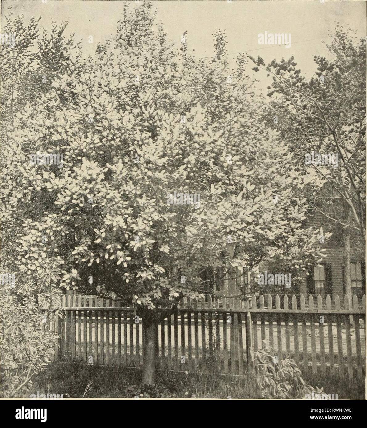 Ellwanger & Barry  Mount Ellwanger & Barry : Mount Hope nurseries ellwangerbarrymo1899moun Year: 1899  56 ELLWANGER &- BARRY'S Populus grandidentata pendula. Weeping Tooth-leaved Poplar. C. A variety of rapid growth, with long, slender branches, drooping gracefully to the ground; foliage large and deeply serrated. A fine weeper, ^i.oo. P. Nolestii. B. Asiatic species. A strong grower, rather spreading; leaves medium to large, cordate and dark green. 50c. P. Parasol de St. Julian. C. A variety from France, of fine drooping habit. $1.00. P. pyramidalis suaveolens. B. A compact pyramidal grower,  Stock Photo