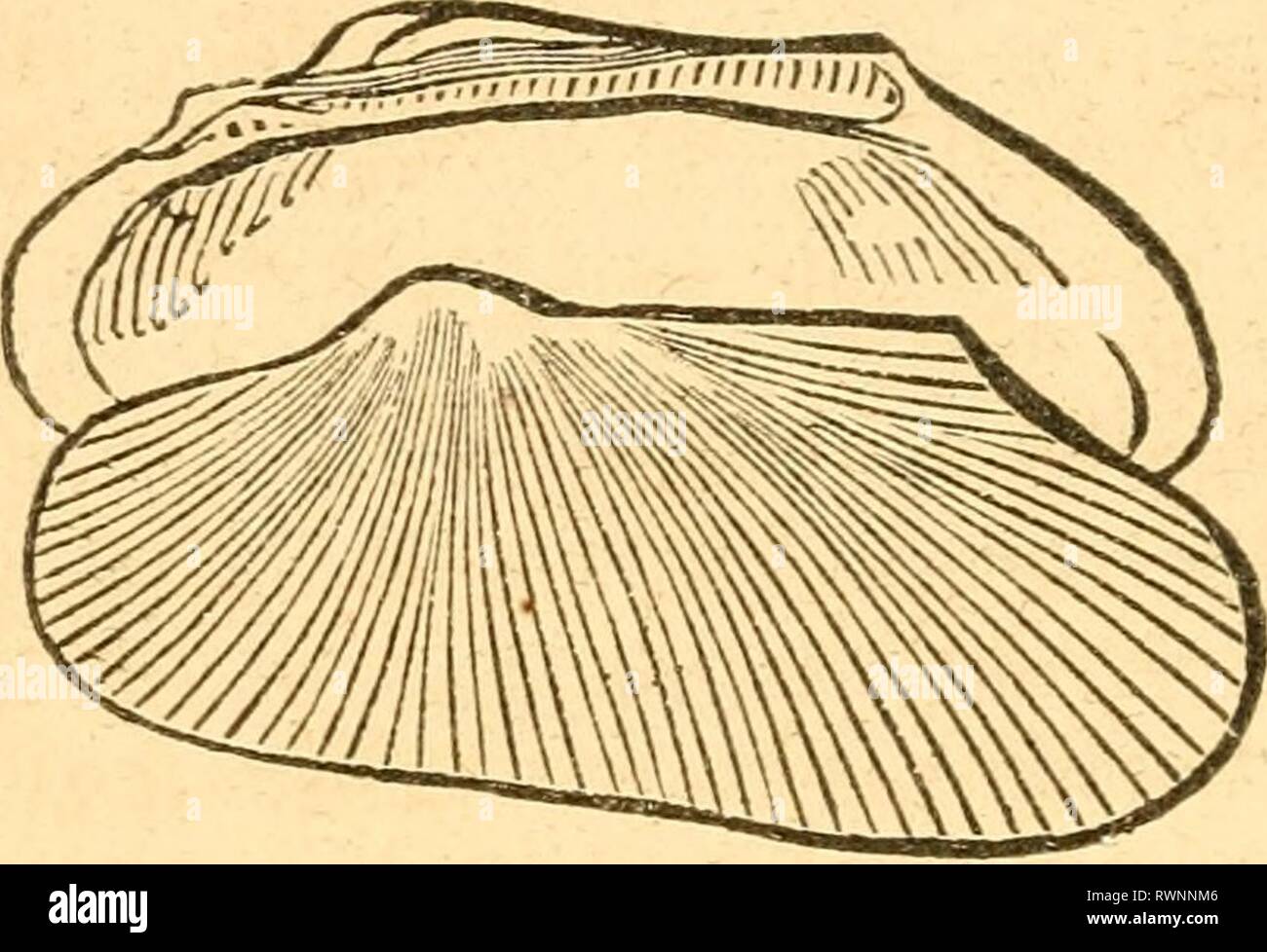 Elements of conchology  Prepared Elements of conchology / Prepared for the use of schools and colleges elementsofconcho00rusc Year: 1844  78 PINNA.—ARCA.—PECTUNCULUS. The annual revenue from the pearl fishery of Ceylon is esti- mated at about $80,000. 18, The PiNN^ have two equal valves in form of a half-open fan, gaping and united by a ligament along one of their sides. A very large species is found in the Mediterranean, which lives half-buried in the sand, and anchored by its byssus, the fila- ments of which, being very strong, fine, and brilliant as silk, are employed by the inhabitants of  Stock Photo