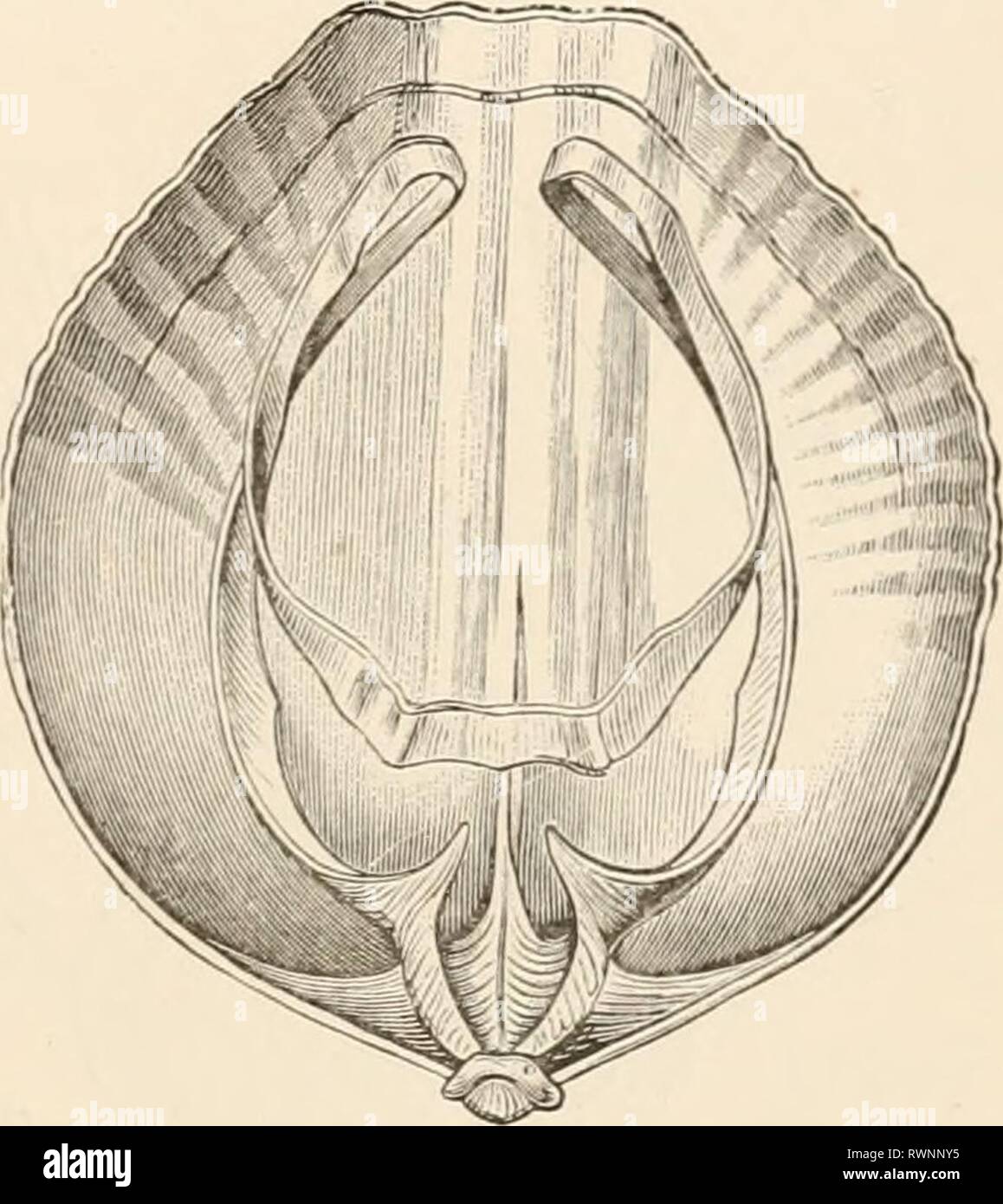 Orthis Shell Elementary text-book of zoology (1884) Elementary text-book of zoology ...