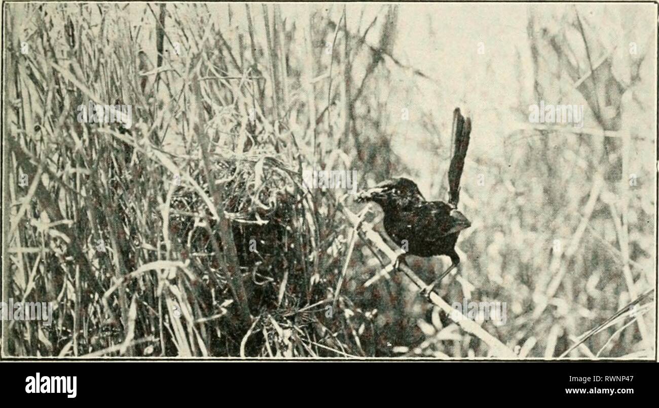 The Emu (1901 Stock Photo Alamy