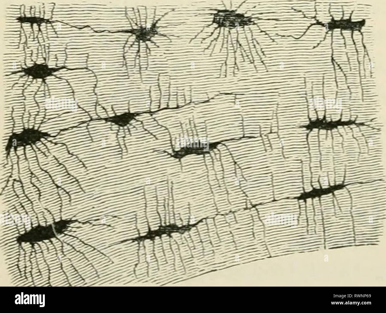 Connective tissue blood drawing hi-res stock photography and images - Alamy