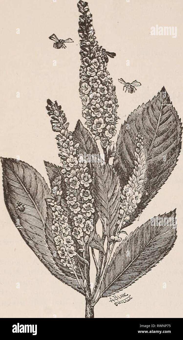 Ellwanger & Barry's general catalogue Ellwanger & Barry's general catalogue : Mount Hope nurseries ellwangerbarrysg1892moun Year: 1892  83 ELLWANGER & BARRTS    Berberis vulgaris. EuKOPKAN BARBERRY. D. A handsome deciduous shrub, with yellow flowers in terminal drooping racemes in May or June, followed with orang-e scarlet fruit. 35c. var. fructu violacea. ViOLET-FRUiTED Barberry. D. This variety produces violet-colored fruit. 35c. var. purpurea. PuRPLE-LEAVED Barberry. I&gt;. An inter- esting shrub, growing- 3 to 5 feet high, with violet purple foliage and fruit; blossoms and fruit beautiful; Stock Photo