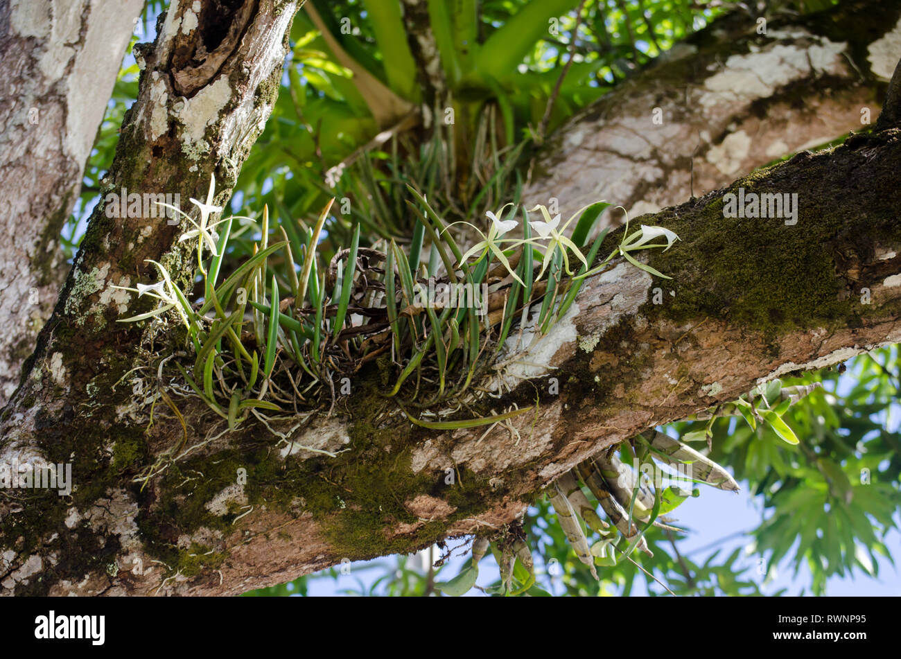 Brassavola nodosa in the wild at Manuel Antonio National Park in Costa Rica Stock Photo