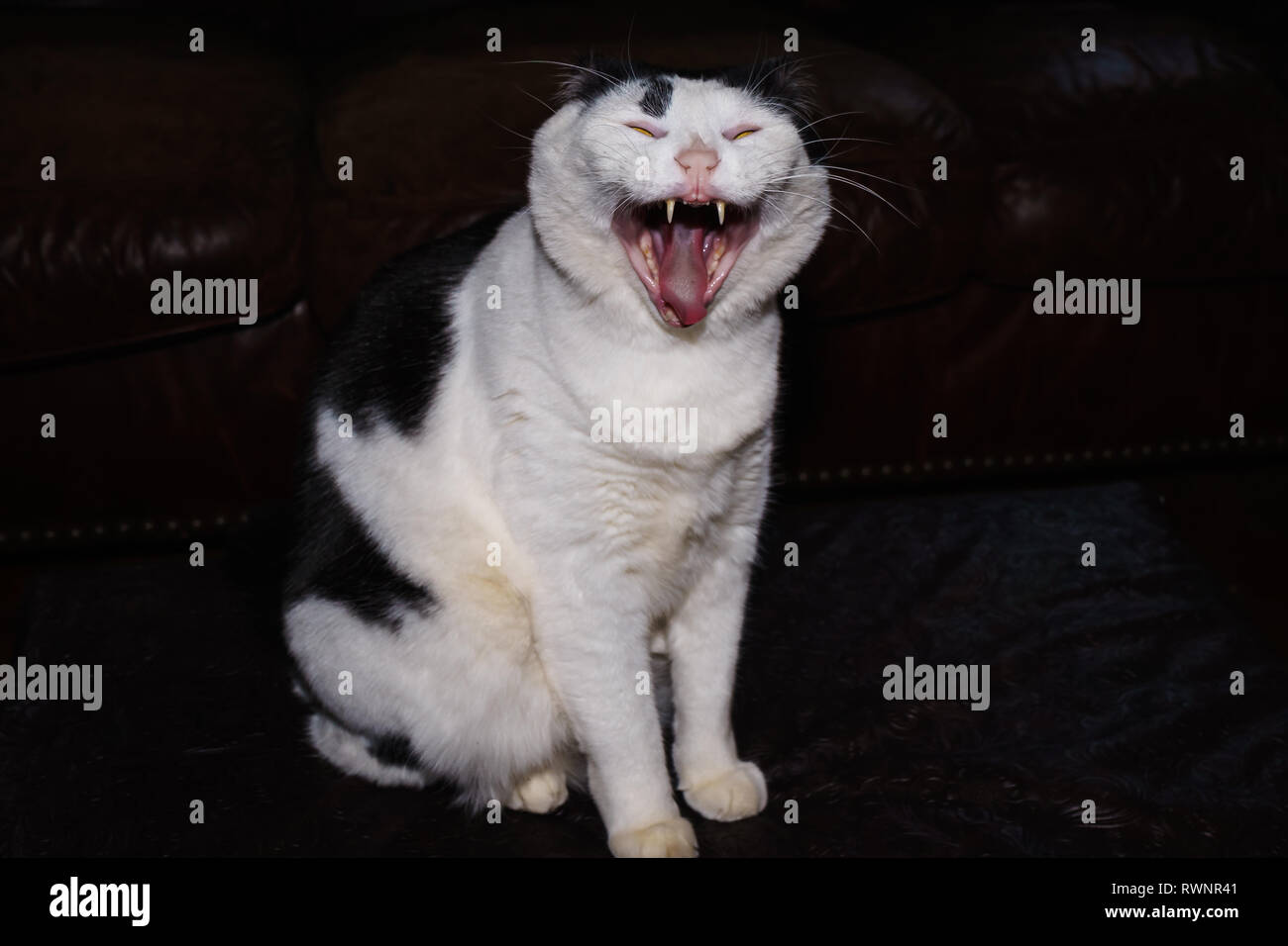 Sandpaper tongue hires stock photography and images Alamy