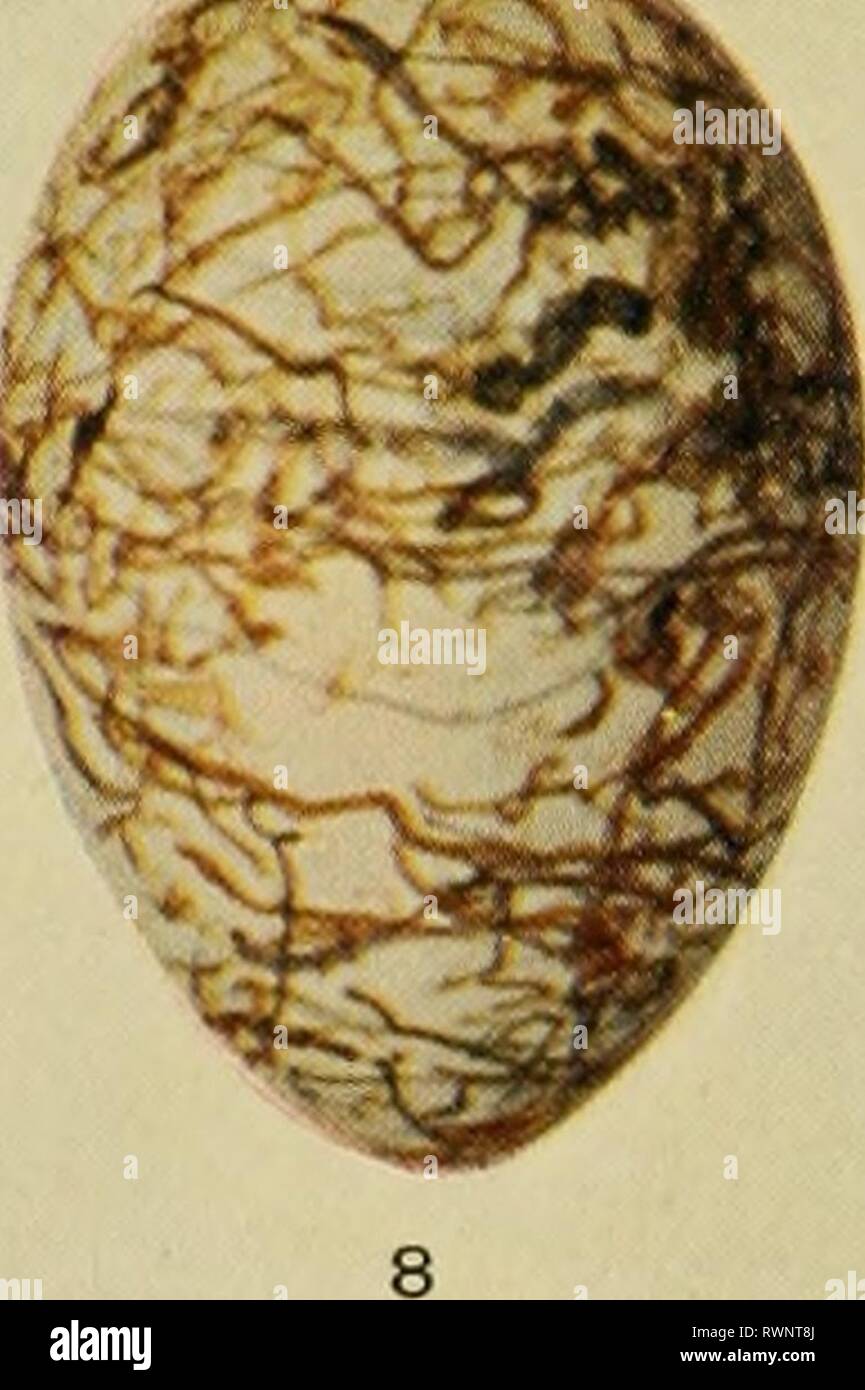 The Emu official organ Stock Photo Alamy