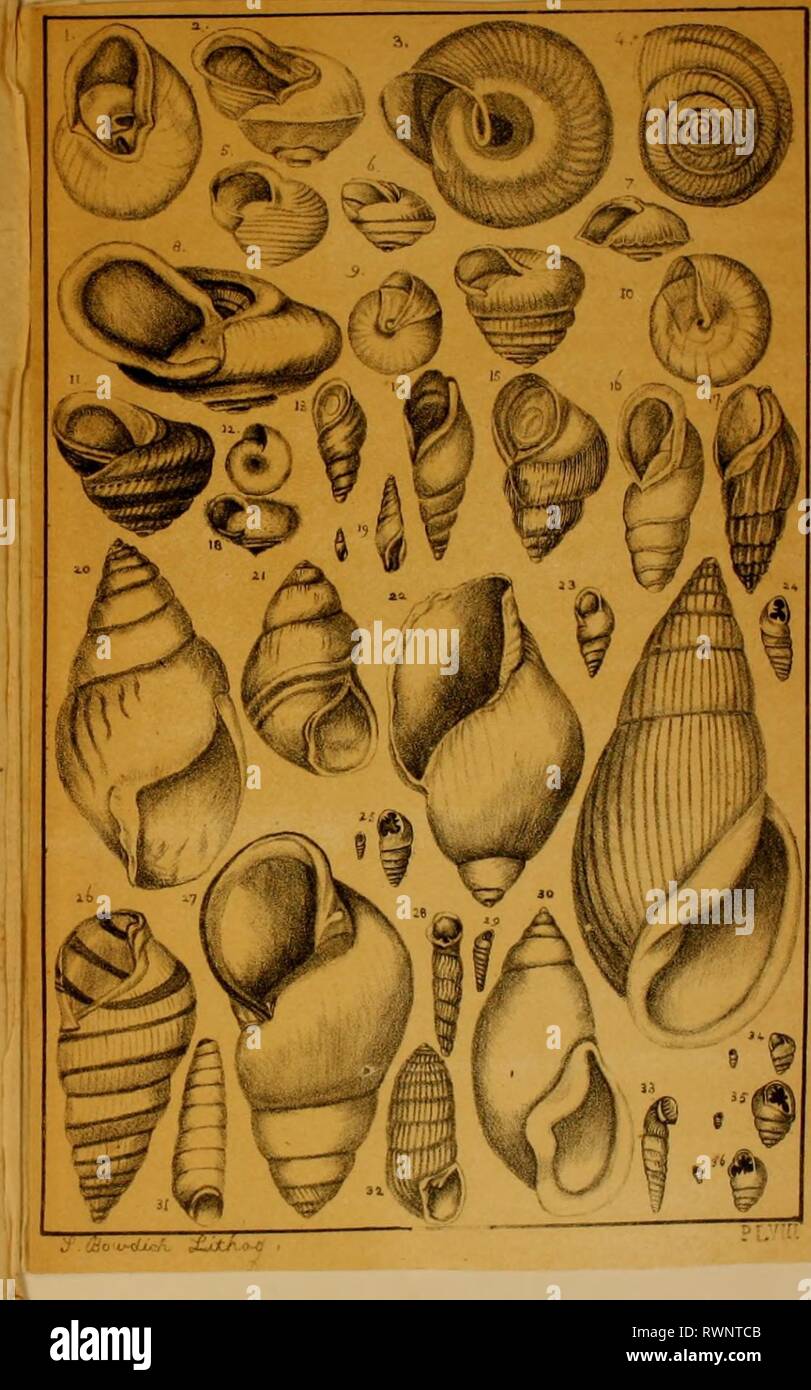 Elements of conchology, including the Elements of conchology, including the fossil genera and the animals elementsofconcho01bowd Year: 1822  Bulimus acicula, Drap. Buccinum majus, Lisl. (Kambeul, Adanson.) Bulimus Vufresnii, Leach. Bulla helicoides, Brocchi. Bulimus montanus, LYap. Pupa quadridentata, Drap. . . granum, Drap. Helix regina, Feruss. Achatina, Lam. • . /rater, Feruss. Cjclostoma Odostomia. (Juris Mida:, etc. Chem.) Pupa fragilis, Drap. Partula auslralis, Feruss. (Juris Midafasciata, etc. Cheran.) Cochhdina Blaiiivilliana, Feruss. (Cyclostoma, Lam.) Pupa modiolus. Clausilia plicata Stock Photo