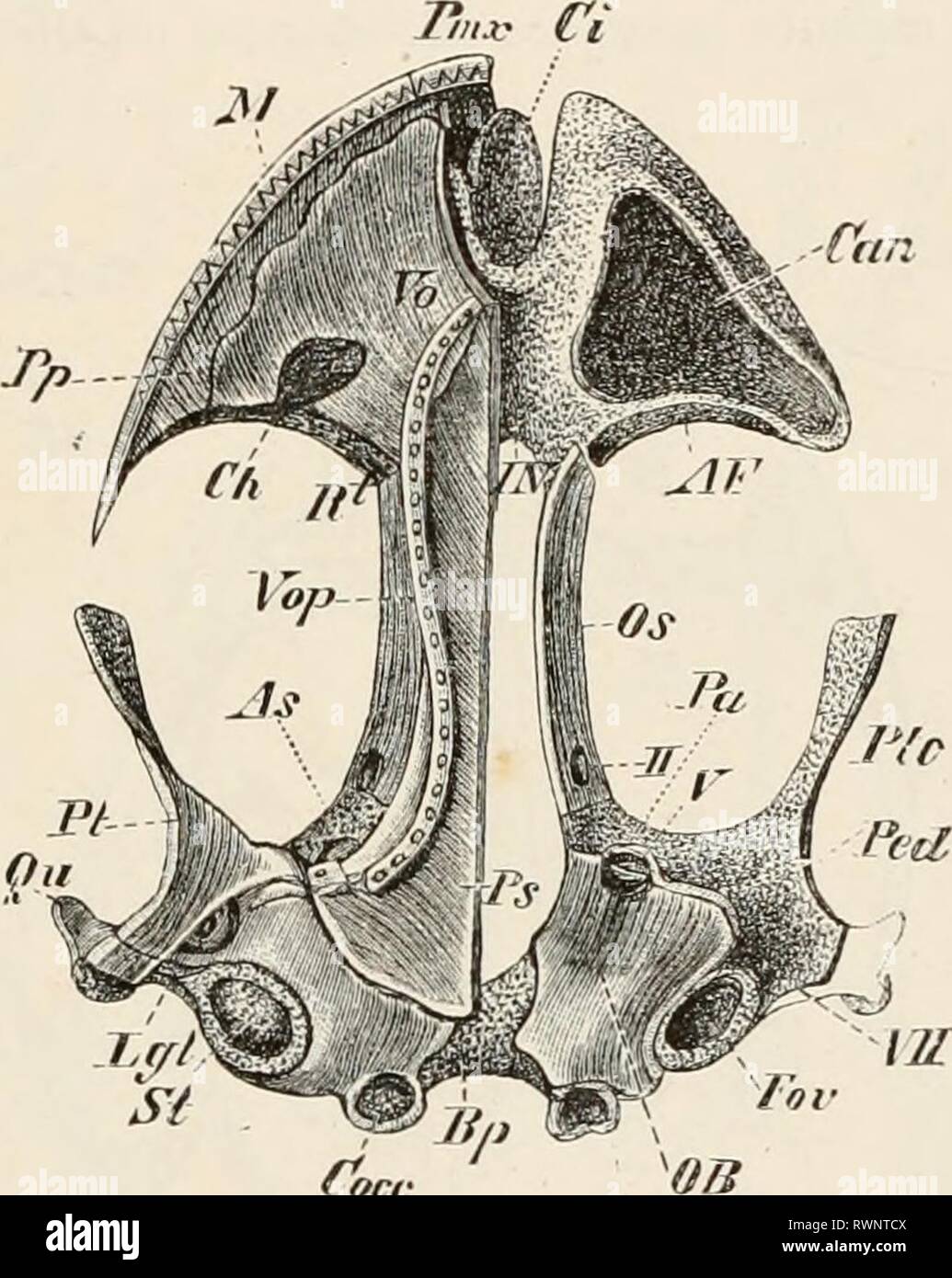 Elements of the comparative anatomy Elements of the comparative anatomy of vertebrates elementsofcompar00wied Year: 1886  Cvcc Fin. 56.—SKULL OF A YOUNG .AxuLOTL. (Ventral view.) T,    face Osp FIG. 57.—SKULL OF Salamandra atra (ADULT.) (Dorsal view.) ft fore FIG. 58.—SKULL OF Salamandra atra (ADULT). (Ventral view.) Irabecula ; OB, auditory capsule ; For, fenestra ovalis, closed on one side by the stapes (St) ; Lett, ligament between the stapes and suspensorium ; Cocc, occi- pital condyles ; Bp, cartilaginous basilar plate between the auditory capsules ; Osp, dorsal tract of the occipital car Stock Photo