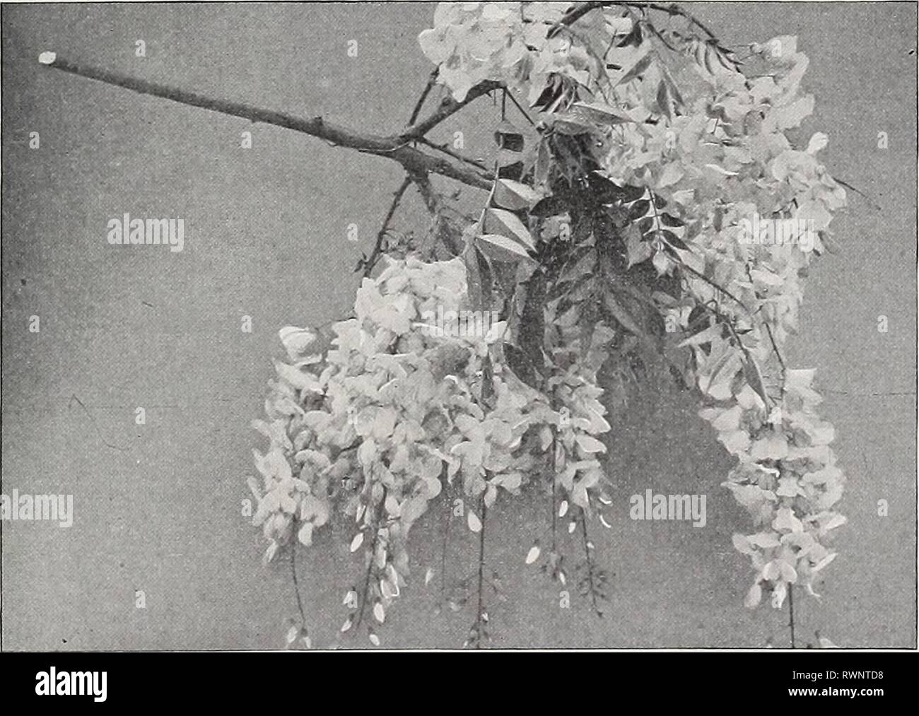 Ellwanger & Barry  Mount Ellwanger & Barry : Mount Hope nurseries ellwangerbarrymo1898moun Year: 1898  GENERAL CATALOGUE. 95 PERIPLOCA. Silk Vine. Schlinge, Ger. P. Graeca. Native of Southern Europe. A rapid-growing beautiful climber. Will twine around a tree or other support to the height of 30 or 40 feet. Fol- iage glossy, and purple brown axillary clusters of flowers. 35c. TECOMA. Trumpet Flower. Jasmintrompete, Ger. Bignone, Fr. T. radicans. American Climbing Trumpet Creeper A splendid, hardy, climbing plant, with large, trumpet-shaped scarlet flowrers in August. 35c. var. grandiflora. Lar Stock Photo