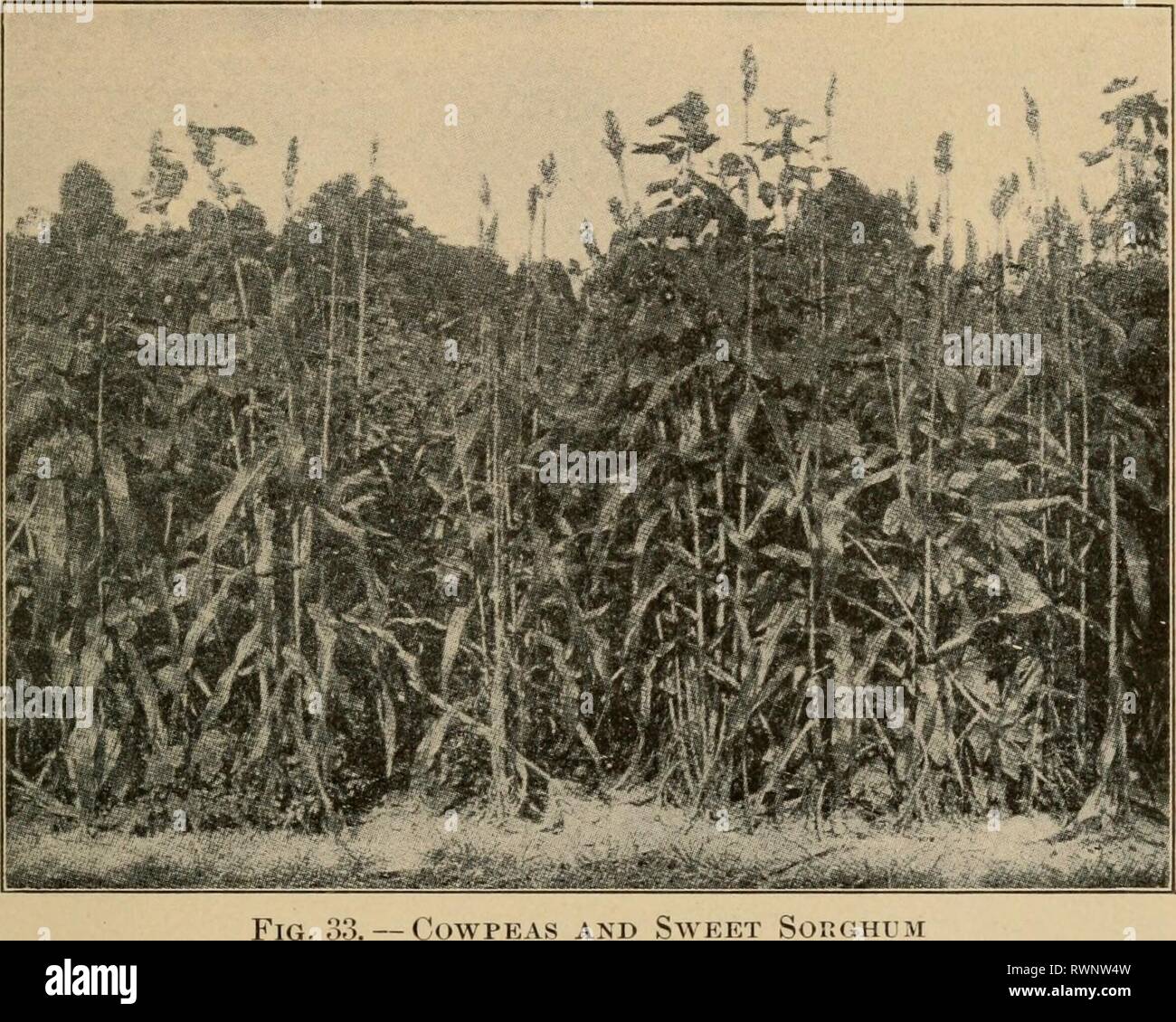 Elements of agriculture, southern and Elements of agriculture, southern