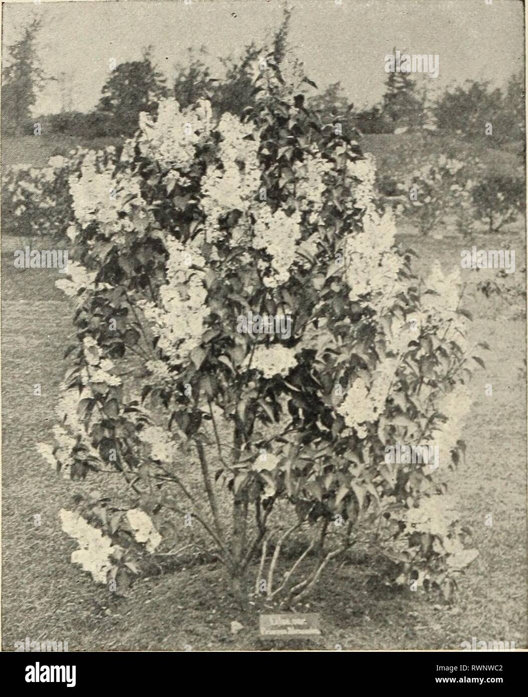 Ellwanger & Barry  Mount Ellwanger & Barry : Mount Hope nurseries ellwangerbarrymo1899moun Year: 1899  86 ELLWANGER &- BARRY'S S3a-inga 1. P. var. pendula. Chinese Weep- ing Lilac. C. A variety of the above, of graceful drooping habit. ;^i.oo. S. Persica. Persian Lilac. C. Native of Persia. From 4 to 6 feet high, -with small foliage and bright purple flowers. 50c. var. alba. White Persian Lilac. D. Delicate white fragrant flowers, shaded with purple. A superb variety. Rare. ^i.oo. S. rothomagensis var. rubra. Rouen Lilac. C. A distinct hybrid variety, with red- dish flowers ; panicles of great Stock Photo