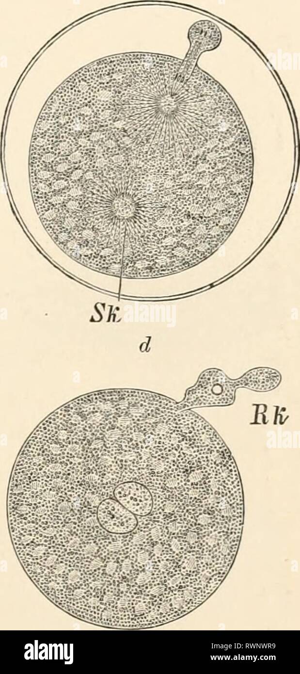 Elementary text-book of zoology (1884) Elementary text-book of zoology  elementarytextbo0101clau Year: 1884 Fro. 101.—Ovum of Neplielis (after O.  Hertwig). a, the ovum half-an-hour after deposition. a projection of the  protoplasm indicates the