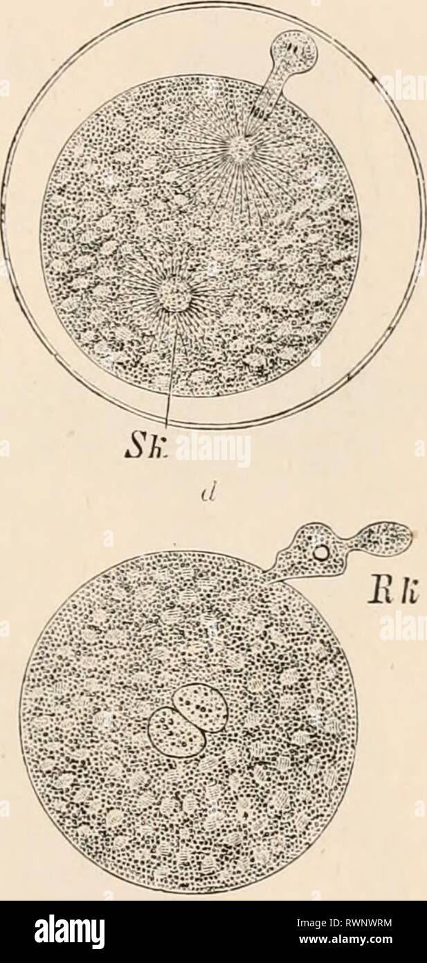 Elementary text-book of zoology, tr Elementary text-book of zoology, tr. and ed. by Adam Sedgwick, with the assistance of F. G. Heathcote elementarytextbo01clau Year: 1892-1893  FIG. 101.—Ovum of Nsphelis (after O. Hertwis). a, the ovum half-au-hour after deposition. a projection of the protoplasm indicates the commencing f jrmation of the first polar body ; the nuclear spindle is visible. 6, The same an hour later, with polar body extruded, and after entrance of the spermatozoon. Sk, male pronucleus. c, The same another hour later without egg membrane, and with two polar bodies and male pronu Stock Photo