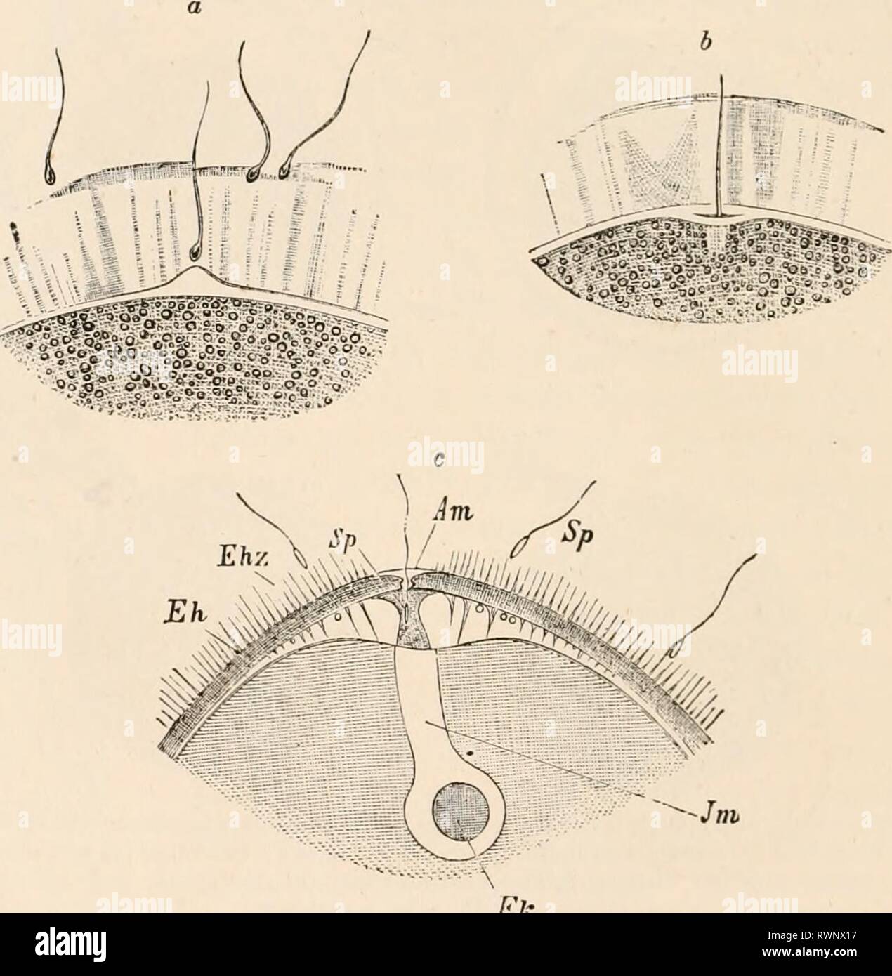 Elementary Text Book Of Zoology Tr Elementary Text Book Of Zoology Tr And Ed By Adam Sedgwick With The Assistance Of F G Heathcote Elementarytextbo01clau Year 12 13 108 Organization And Development Op Antmals I Gt T