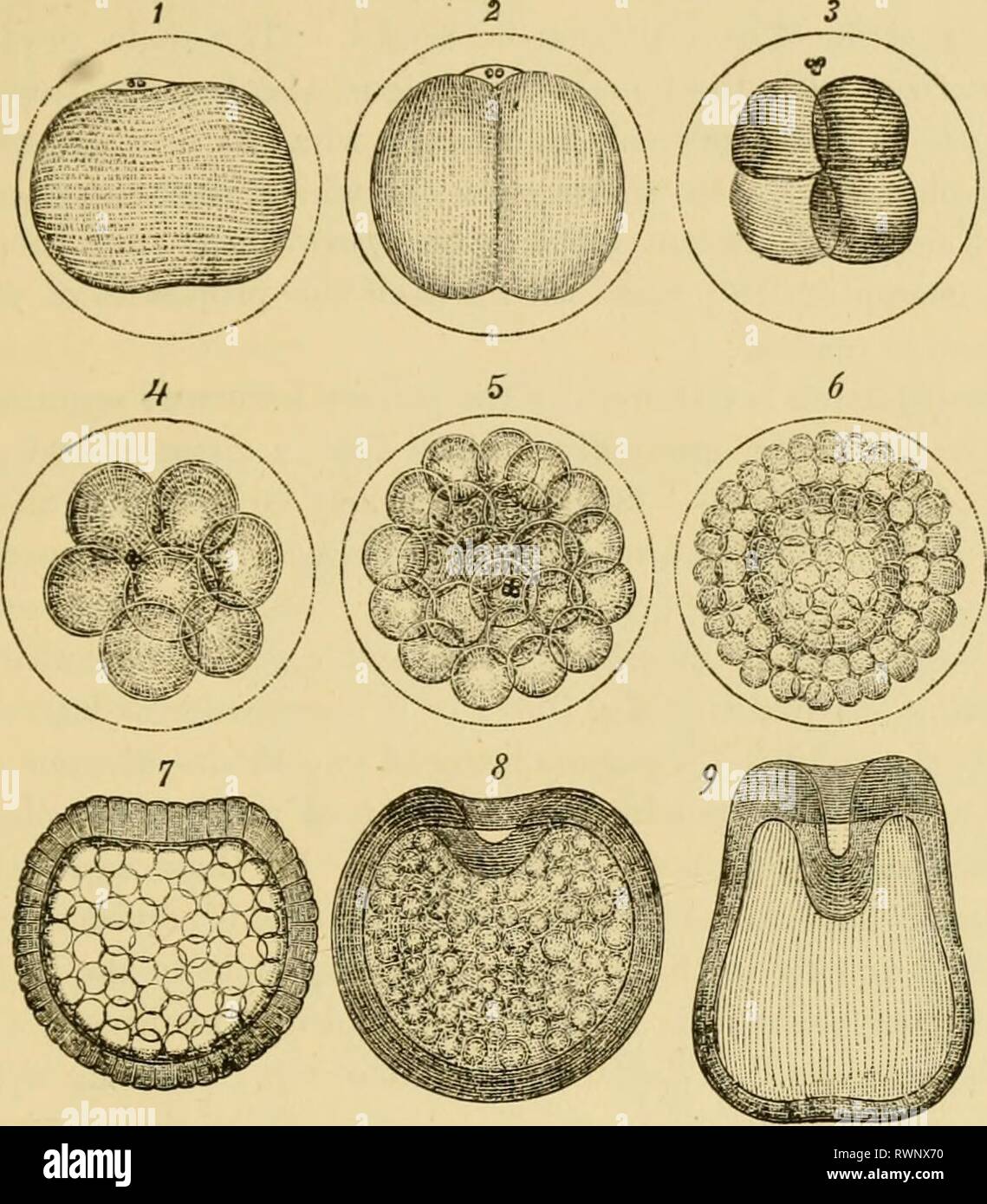 Elementary text-book of zoology, general Elementary text-book of zoology, general part and special part: protozoa to insecta elementarytextbo00clau Year: 1892  rERTILIZATION. 109 the protoplasm of the ovum, is thrown out of the egg as the so-called directive bodies or 2}olar cells (fig. 101). The part of it, however, which remains in the ovum retains its significance as a nucleus, and is known as the female pronucleus. This fu-ies with the single spermatozoon (male pronucleus) which has forced its way into the ovum (fig. 102); and the compound structure so formed constitutes the nucleus of the Stock Photo