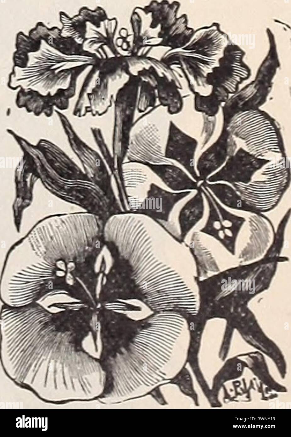 Chrysanthemum indicum seed hires stock photography and images Alamy