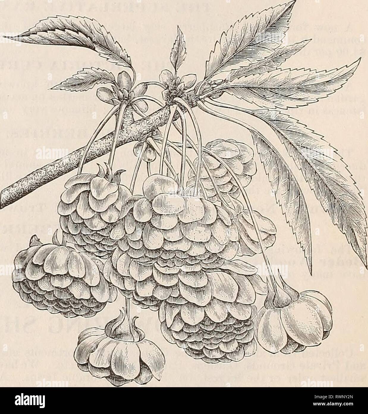 [Ellwanger & Barry's general catalogue] [Ellwanger & Barry's general catalogue] ellwangerbarrysg1896moun Year: 1896  LEAVES OF .JAP.N MAPLE —i NATURAL SIZE. habit, the foliage of the second growth is of a of the older foliage, produces a charming effect RED-FLOWERED HORSE CHESTNUT. One of the finest trees in cultivation ; form round, flowers showy red; blooms a little later than the white, and the leaves are of a deeper green. One of the most valuable ornamental trees. $1.00. CUT-LEAVED WEEPING BIRCH. Beyond question one of the most popular of all weeping or pendulous trees. Its tall, slender Stock Photo