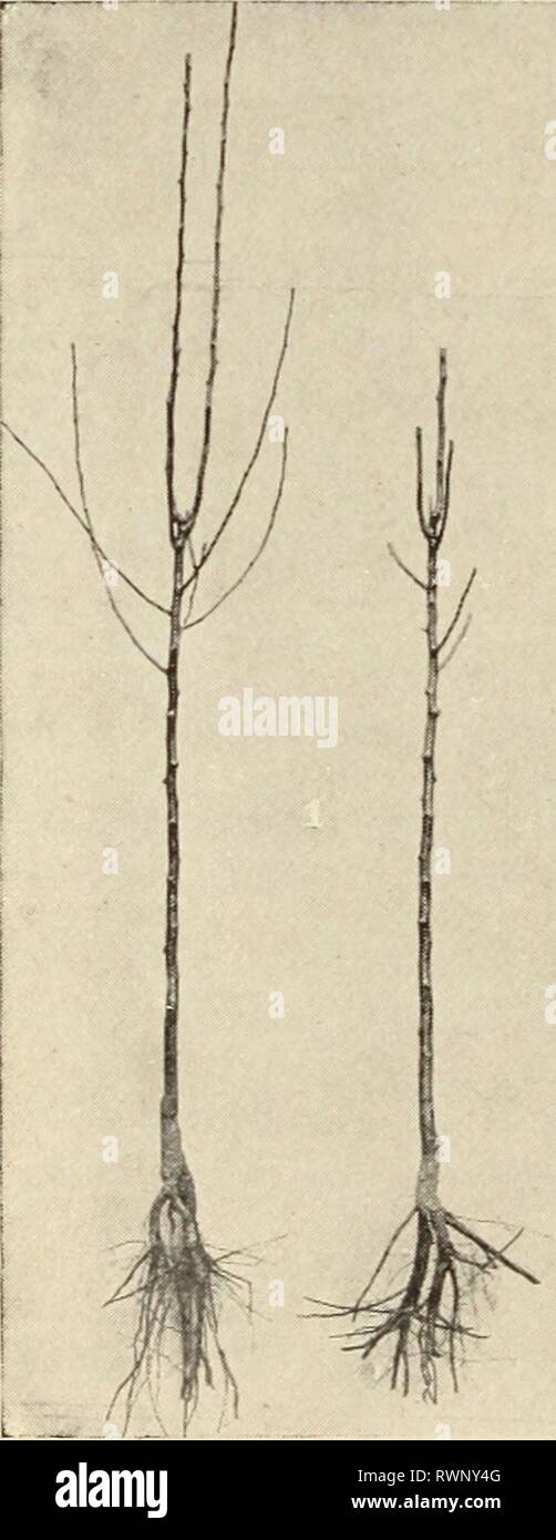 Barry roots hi-res stock photography and images - Alamy