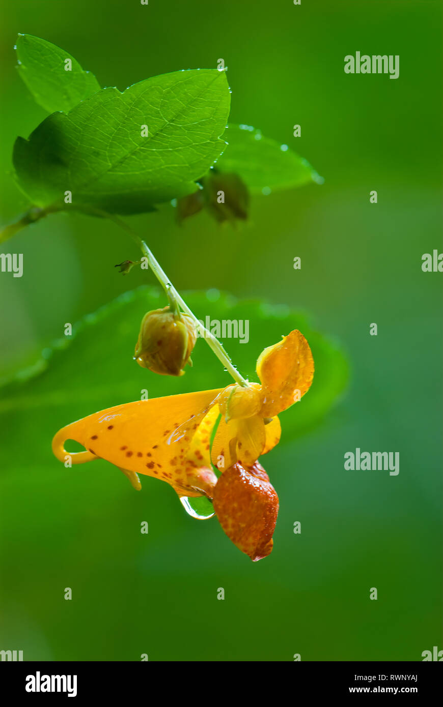 Flower and flower bud of common jewelweed (Impatiens capensis), also called orange jewelweed, touch-me-not, spotted jewelweed, and orange balsam. A he Stock Photo
