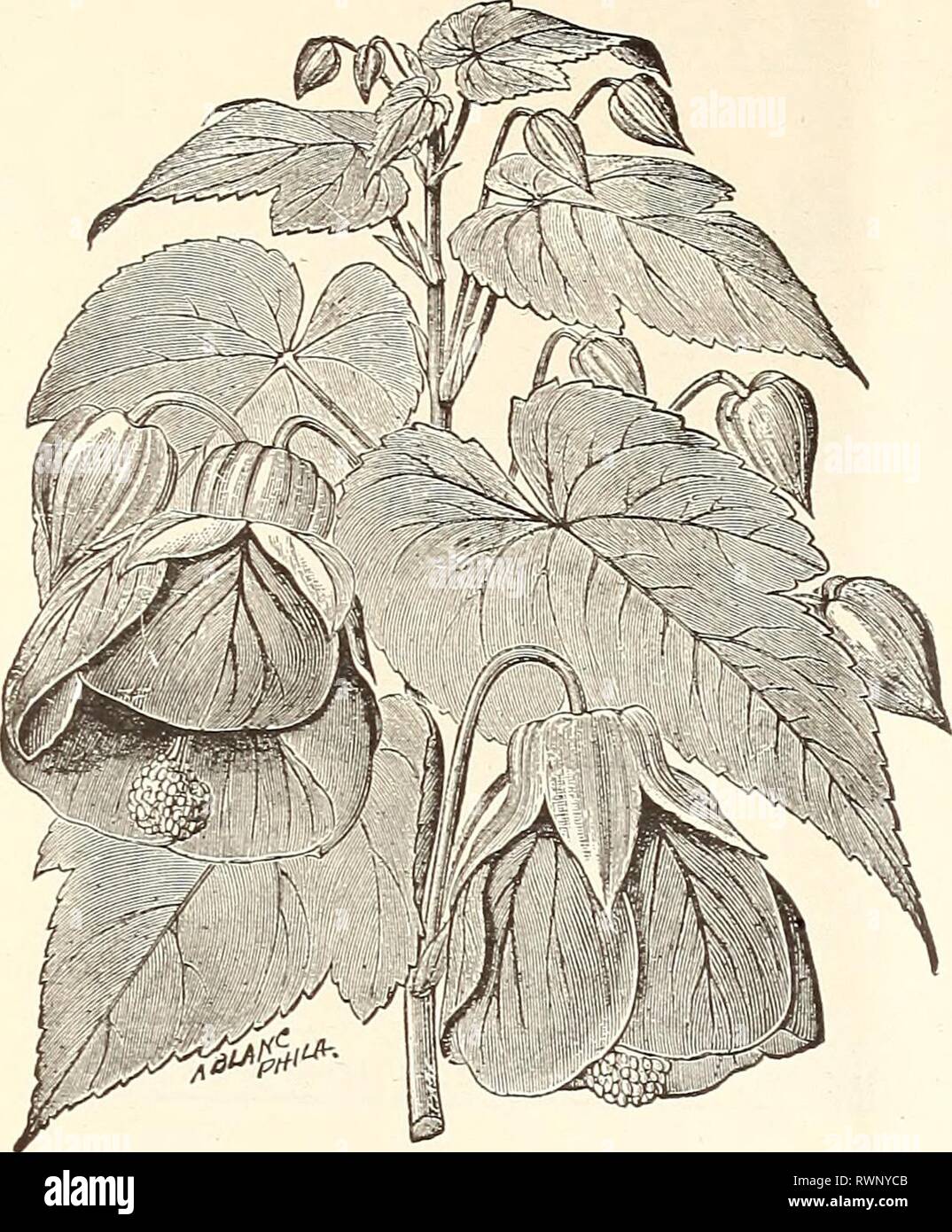 Elliott's 1845 to 1895  Elliott's 1845 to 1895 : 50th annual edition elliotts1845to181895wmel Year: 1895  WM. ELLIOTT & SONS' GENERAL CATALOGUE FOR ISfo.    ABUTILON (CHINESE BELL FLOWER.) Popular and easily grown greenhouse or indoor plants, with drooping bell-shaped flowers, richly veined and striped. Grow rapidly in sandy loam, and are very effective when plunged in the border in summer. Half-hardy shrubs. Per Pkt. Abutilon. Extra fine Mixed. From new fertilized sorts 25 ADLUMIA. (MOUNTAIN FRINGE.) X. beautiful perennial climber, w-ith elegant foliage, re- sembling the maiden-hair Fern. Sow Stock Photo