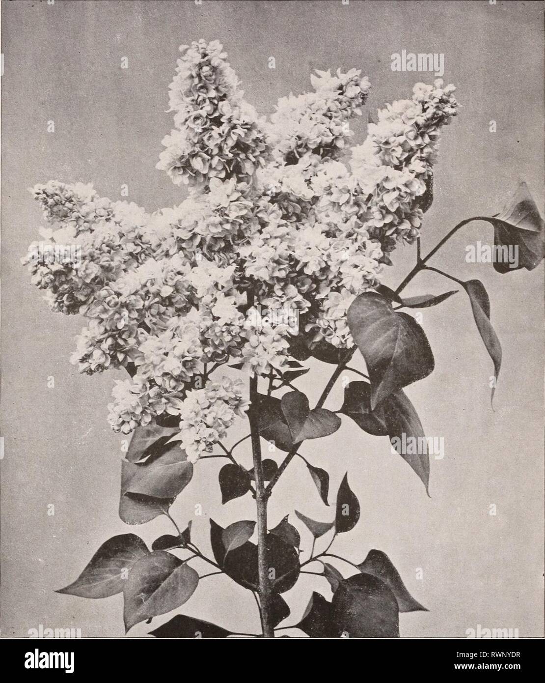 Ellwanger & Barry's supplementary catalogue Ellwanger & Barry's supplementary catalogue novelties, etc. : 1895 ellwangerbarryss1895moun Year: 1895  ELLIVANGER & BARRY'S    NEW DOUBLE LILAC. Clematis—Madame Edward Andre. A grand novelty. Flowers large, of a beautiful bright velvety red, very free-flowering, and continuous bloomer. $i.oo. Bignonia grandiflora. {Large-floivered Trumpet Creeper. A rare and beautiful variety of the Trumpet Creeper. Flowers very large, salmon color, center yellow, striped red ; fine. 75c. Single Herbaceous Pceonies. We have a fine collection embracing the choicest  Stock Photo