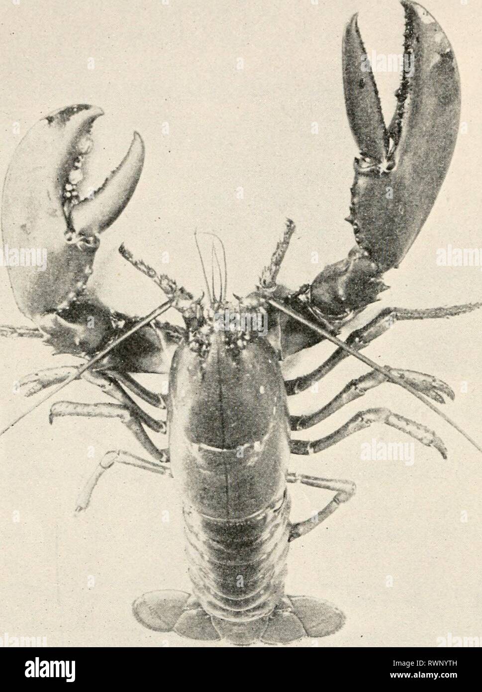 Elementary entomology ([c1912]) Elementary entomology