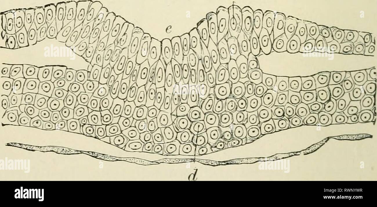 Elements of histology (1898) Elements of histology elementsofhistol00klei  Year: 1898 Fig. 2.—From a Section through the Blastoderm of Chick,  unincubated. a Cells foimiui,' ilie ectoderm ; b, cells forming the  endoaerm ;