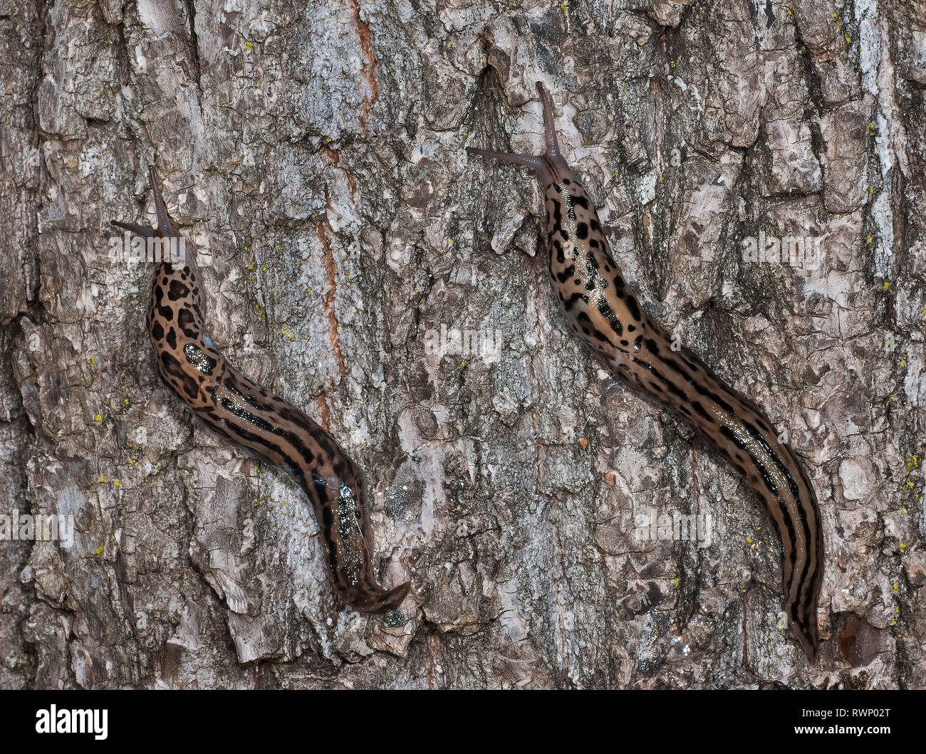 Leopard slugs (Limax maximus), also called great gray slugs, crawling ...