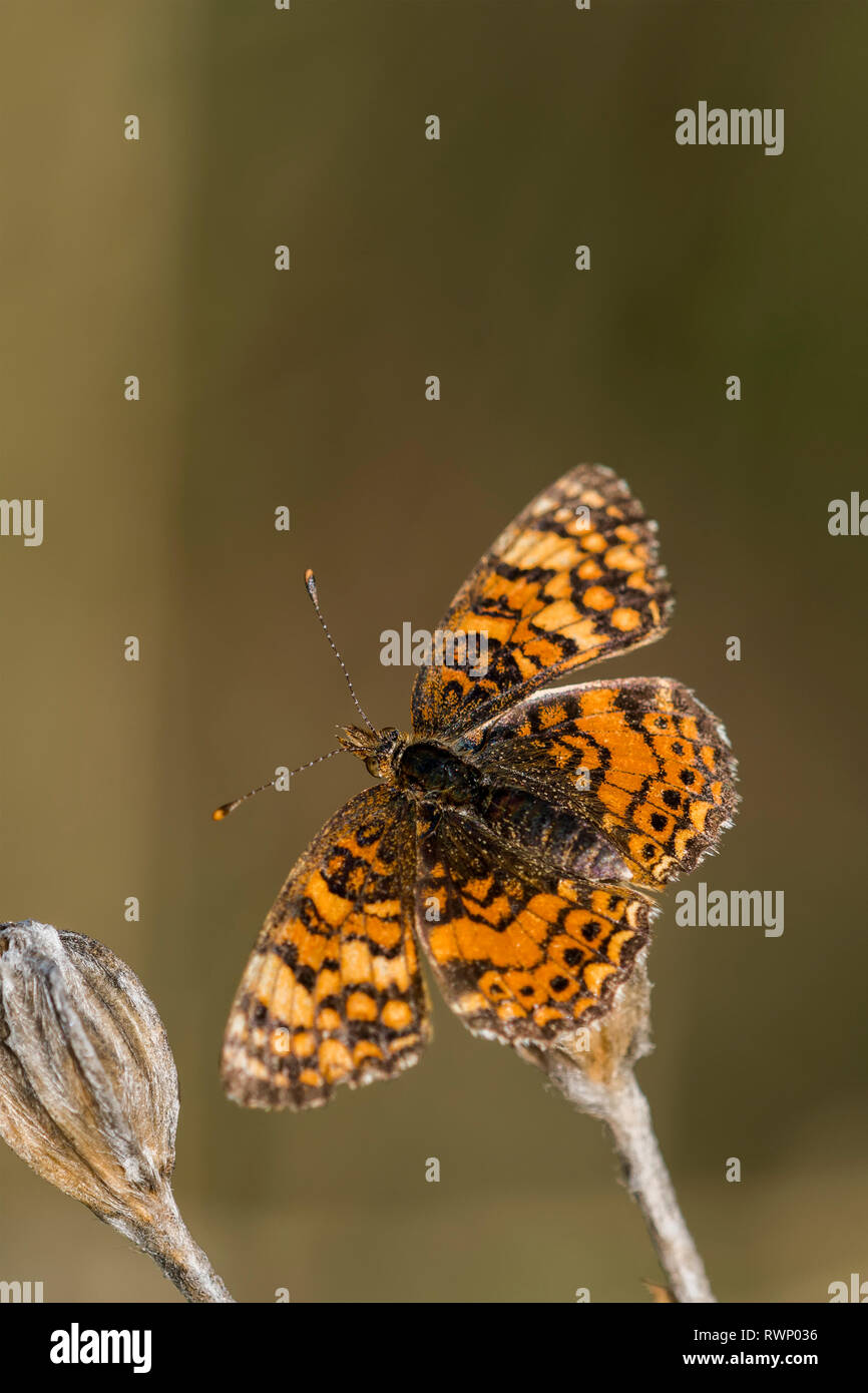 A Pearl crescent butterfly (Phyciodes tharos) lands on a plant; Astoria, Oregon, United States of America Stock Photo