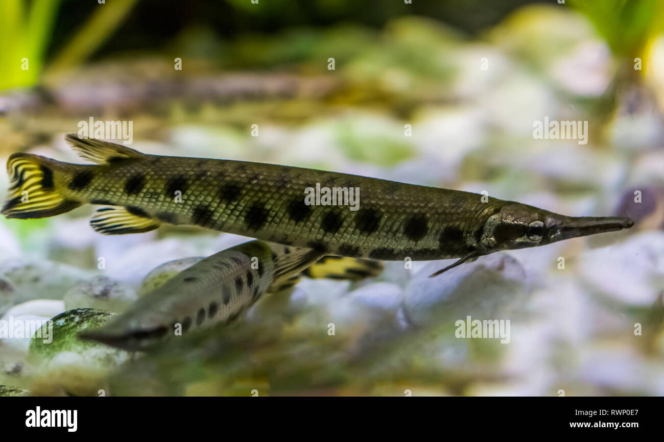 spotted gar, a funny dart shaped fish with a needle nose, tropical fish from the mississippi river basin in America Stock Photo